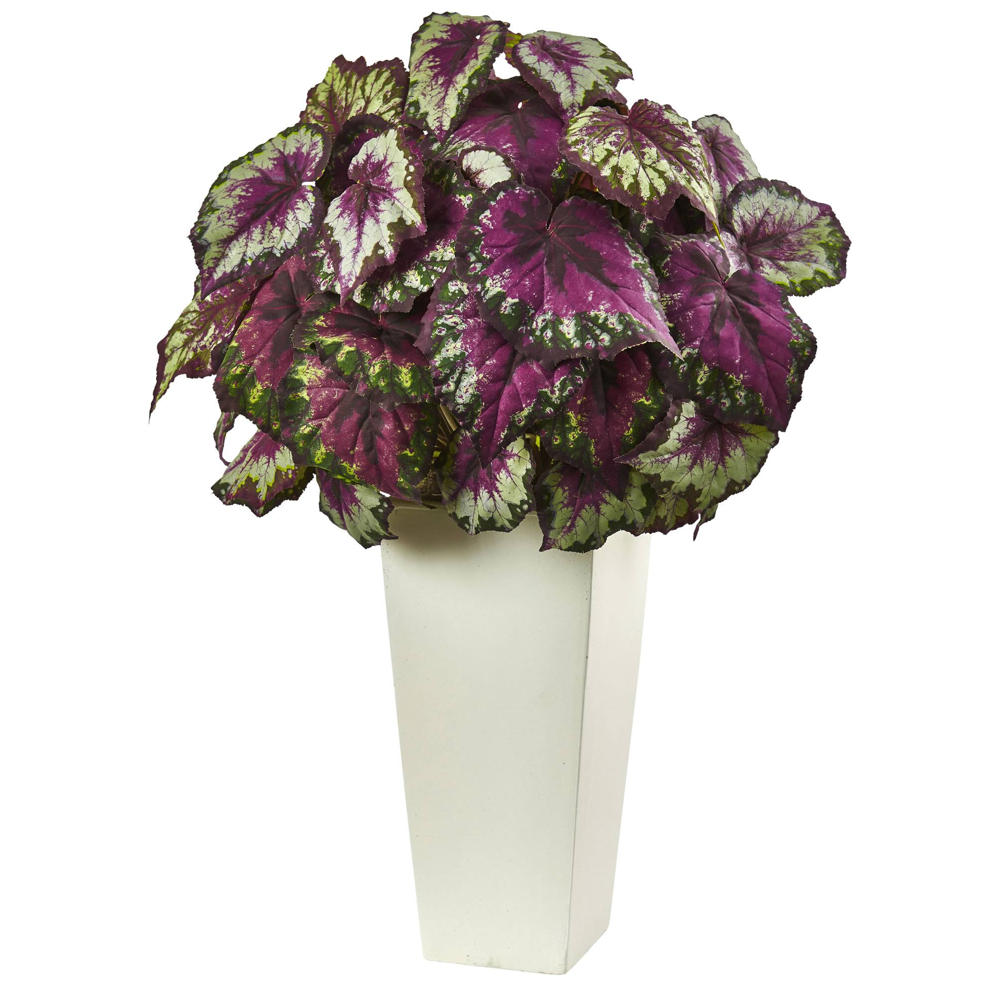 2.5ft. Purple Begonia in White Planter