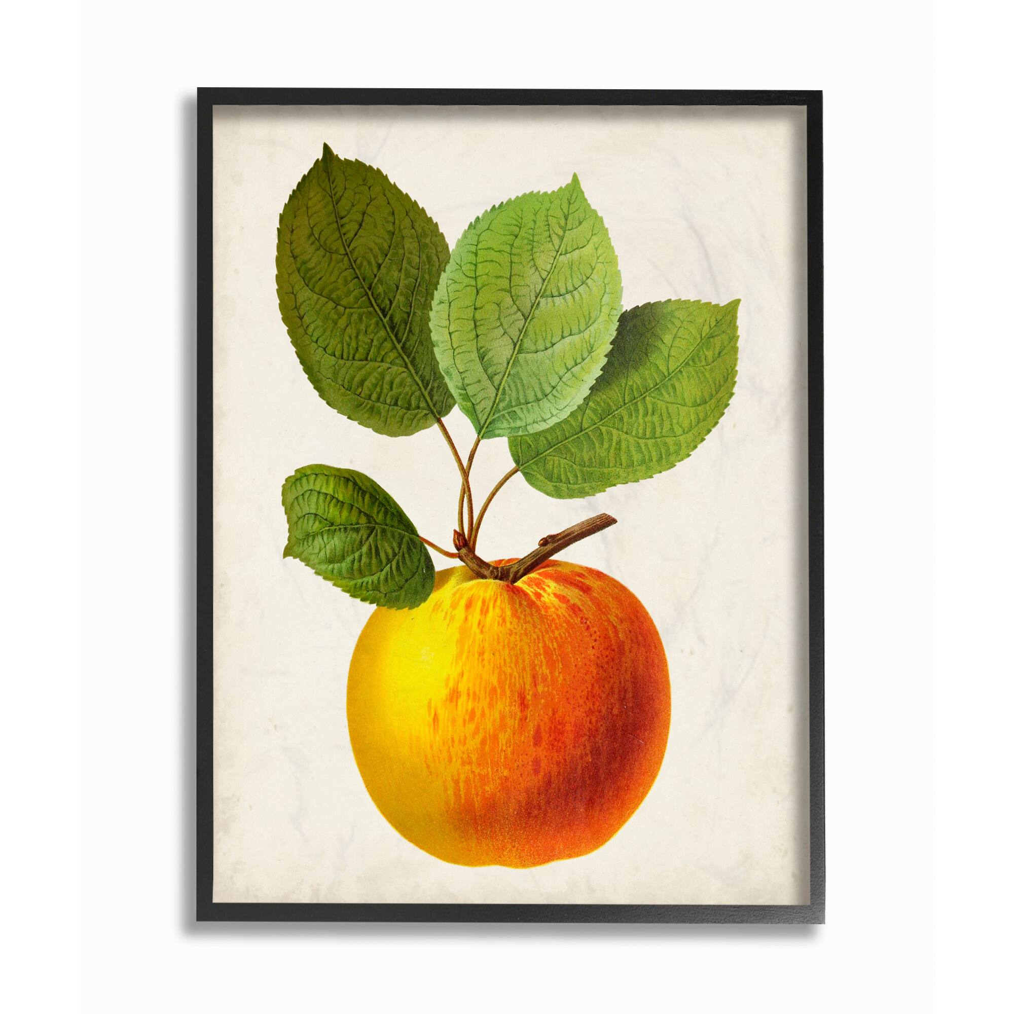 Stupell Industries Vintage Fruit Apple Painting in Black Frame Wall Art