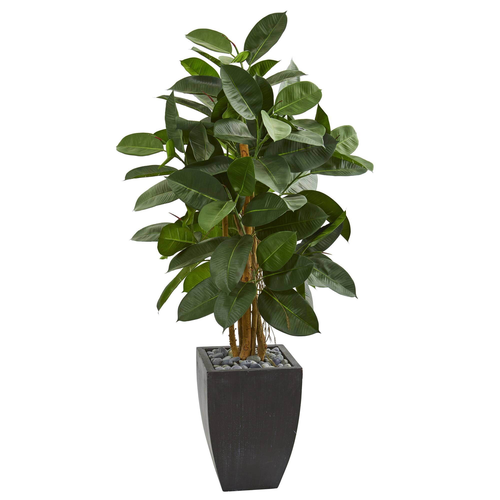 4.5ft. Rubber Tree in Black Planter