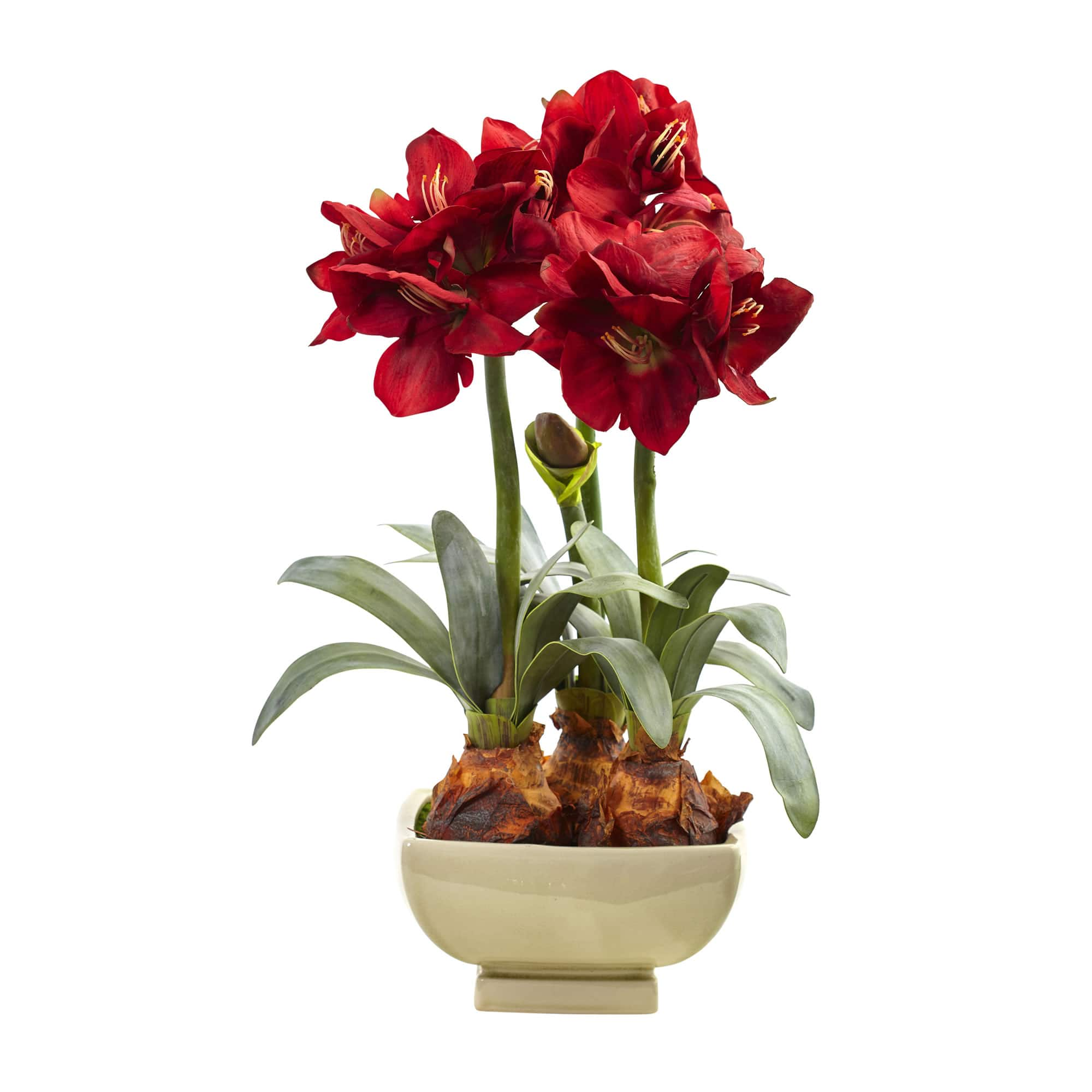 26&#x22; Red Amaryllis Arrangement in Ceramic Planter