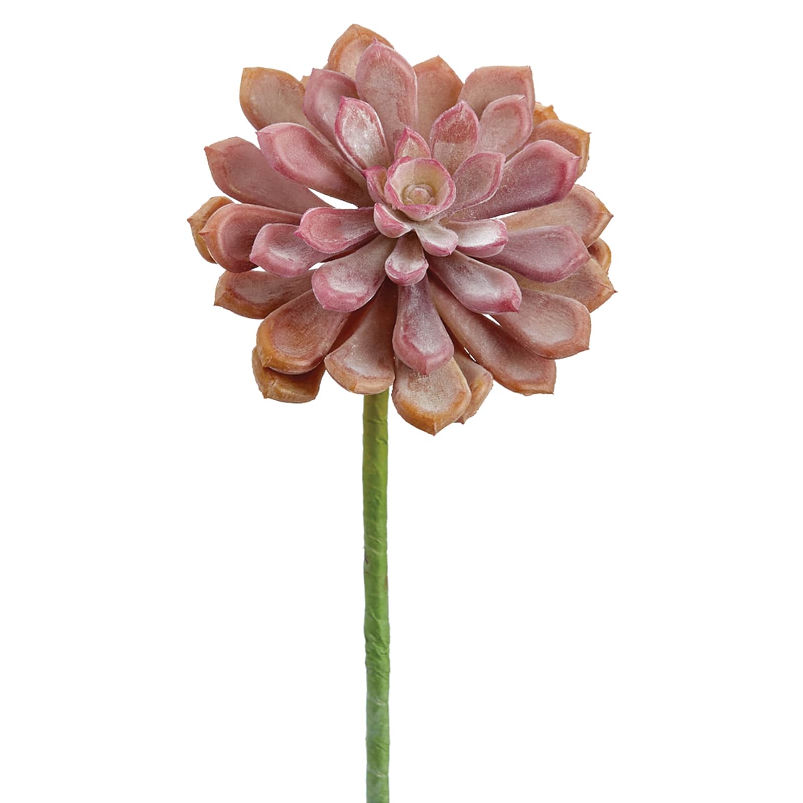 Soft Touch Coral Baby Aeonium Pick 