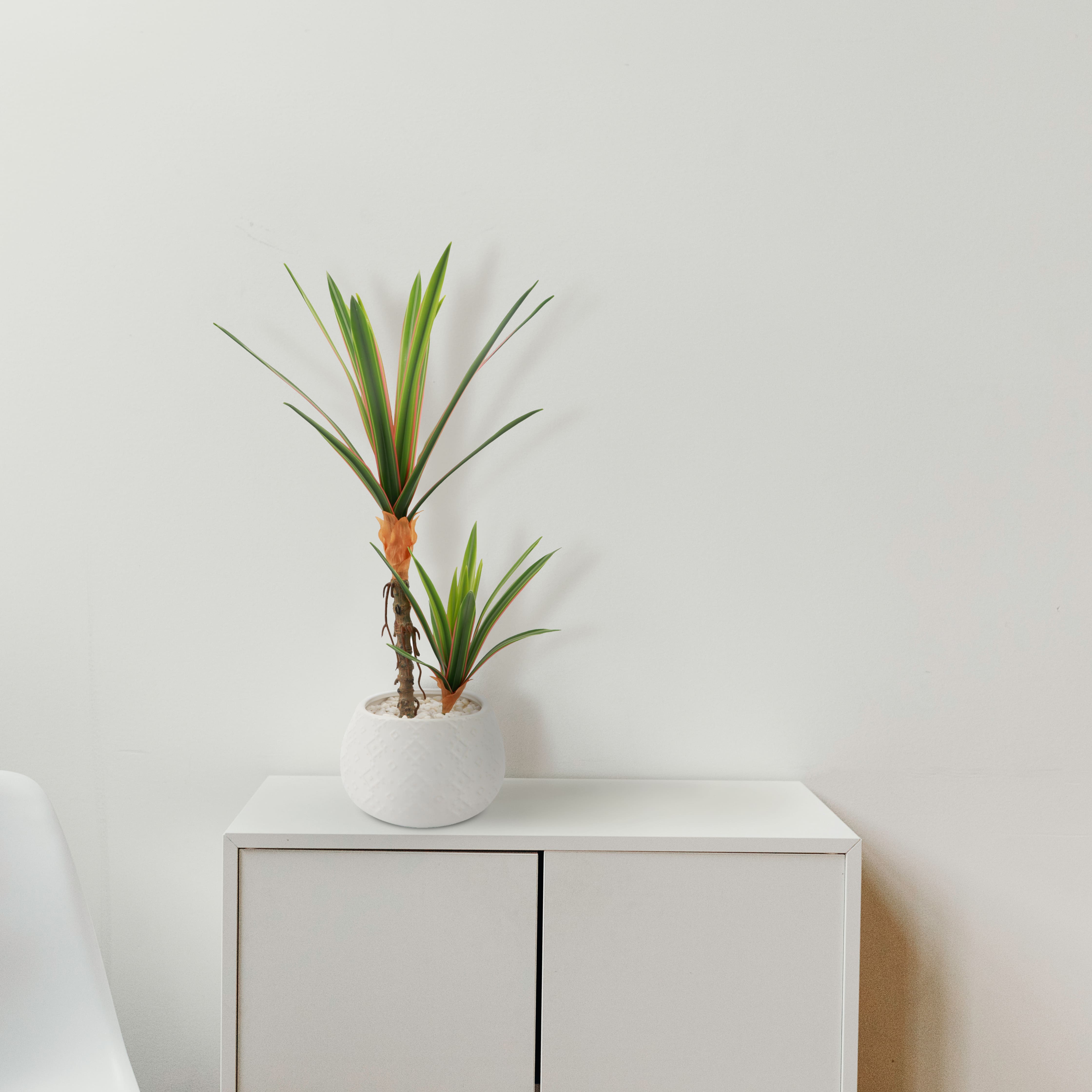 Flora Bunda® 17" Yucca Plant in White Ceramic Planter