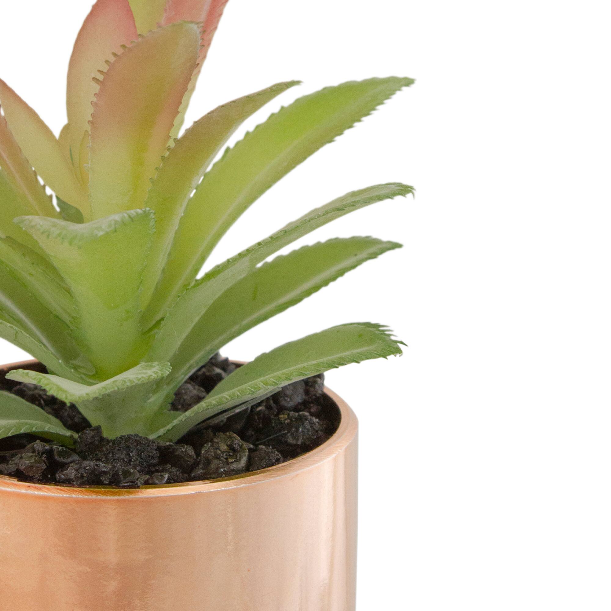 5" Green Aloe Plant in Rose Gold Pot