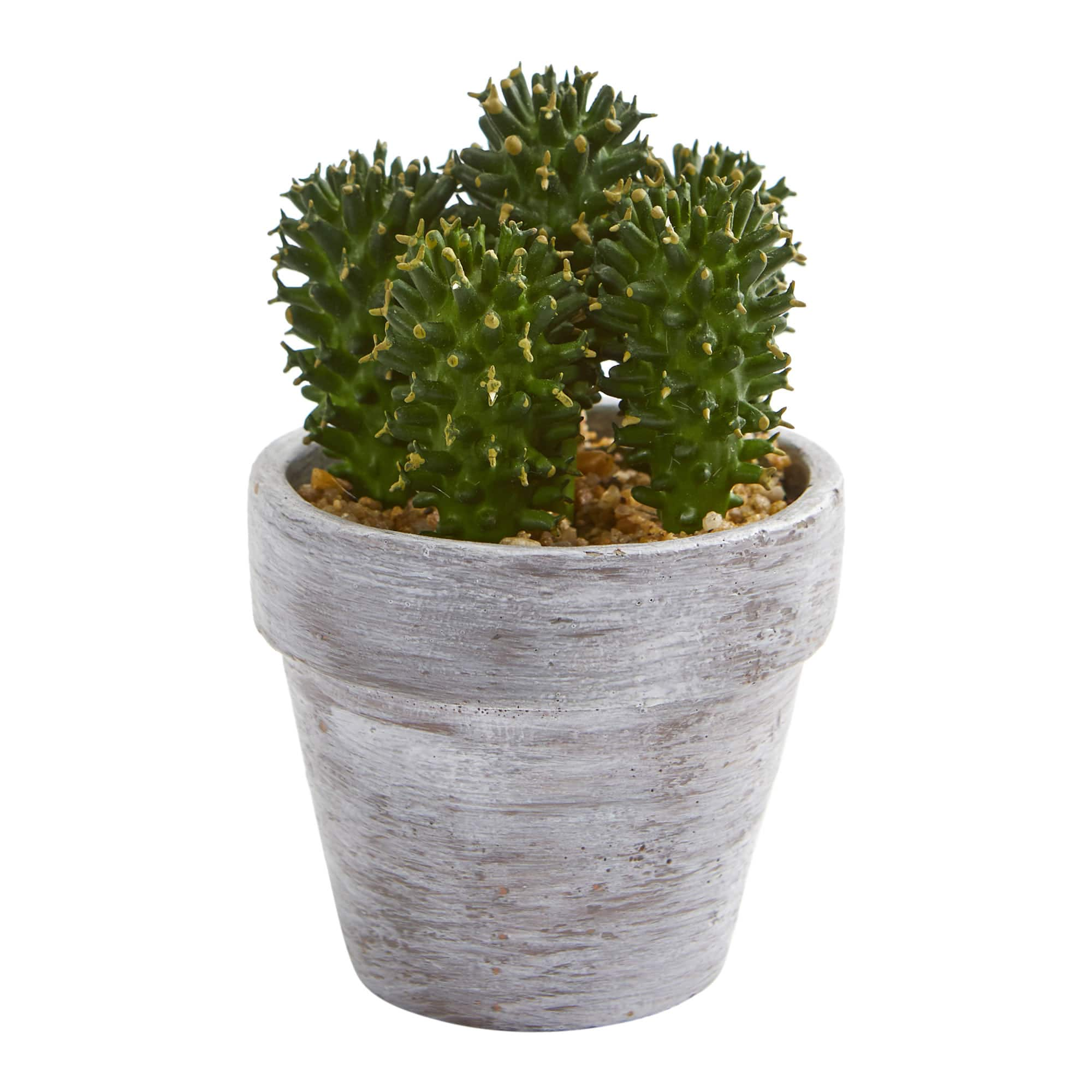 8&#x22; Assorted Potted Cactus Plant, 3ct.