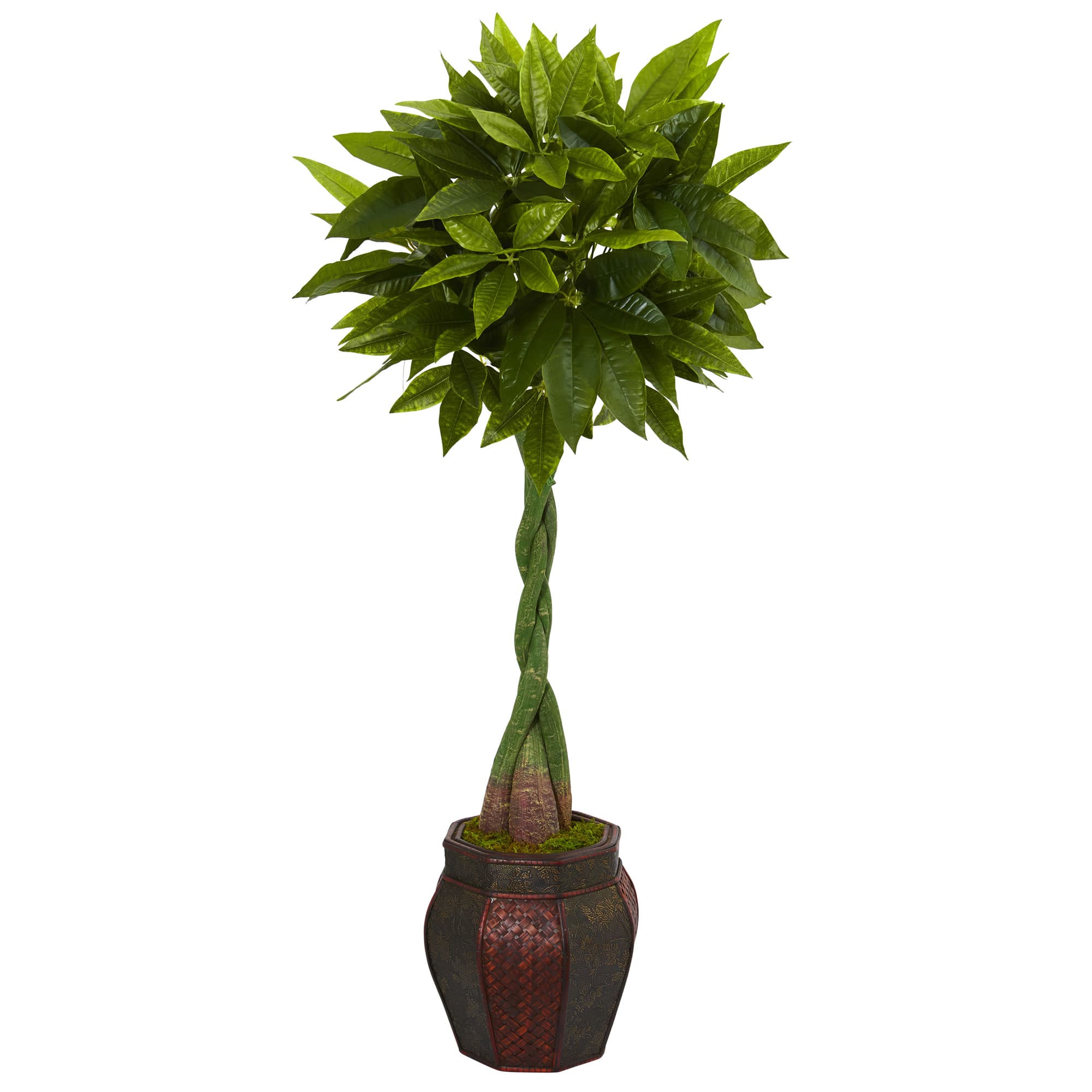 5ft. Money Tree in Decorative Planter 