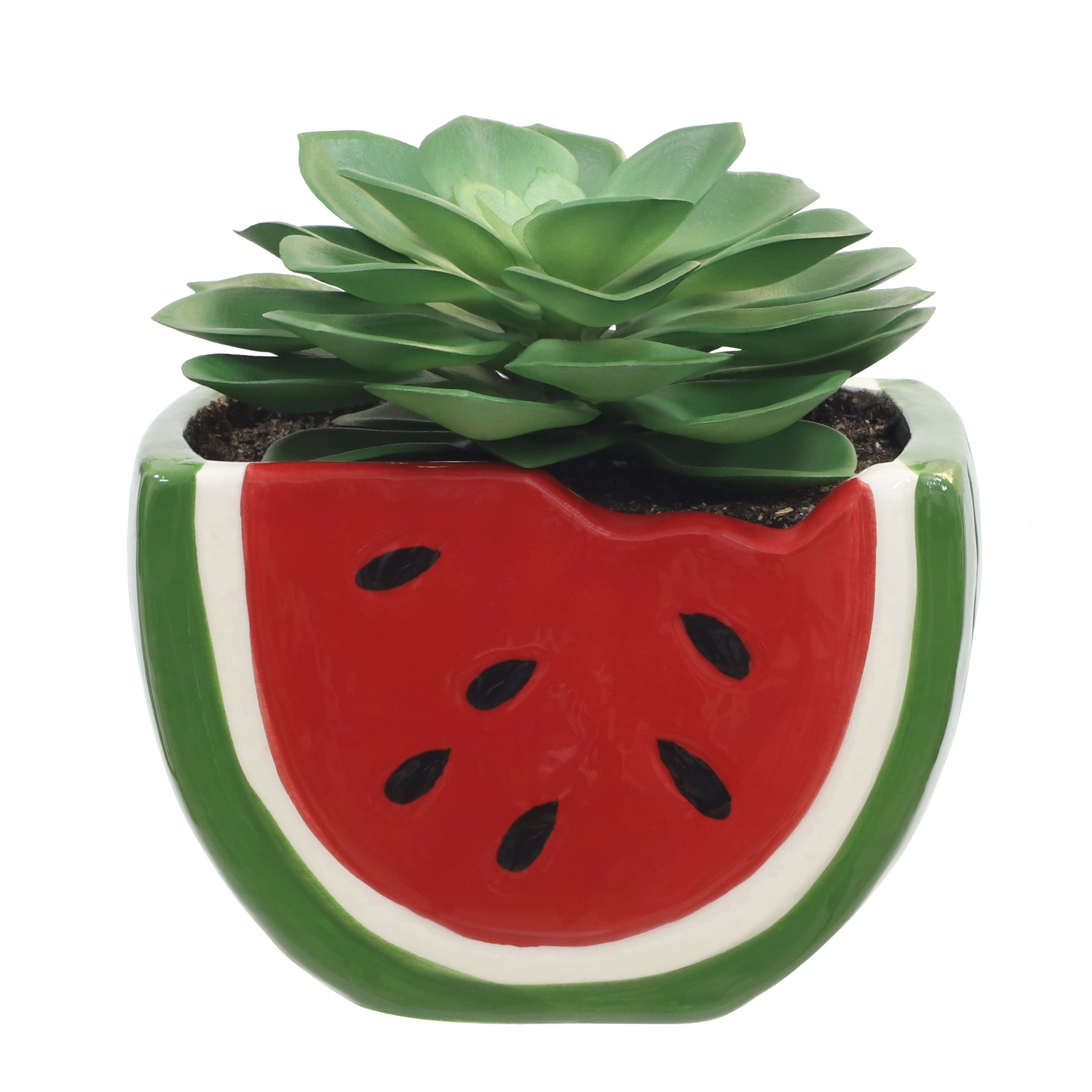 3.75&#x22; Echeveria in Watermelon Container by Ashland&#xAE;