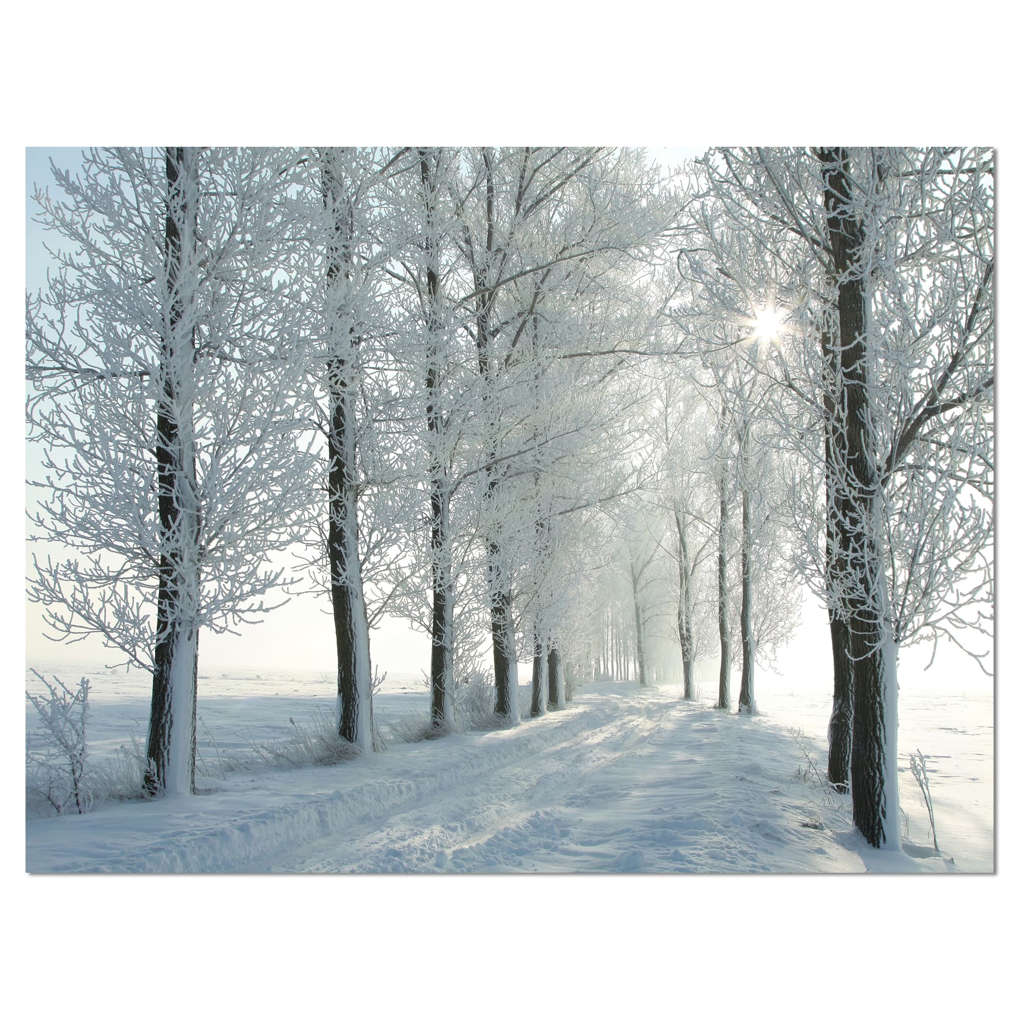 Designart - Winter Trees Backlit by Morning Sun - Large Forest Canvas Art Print