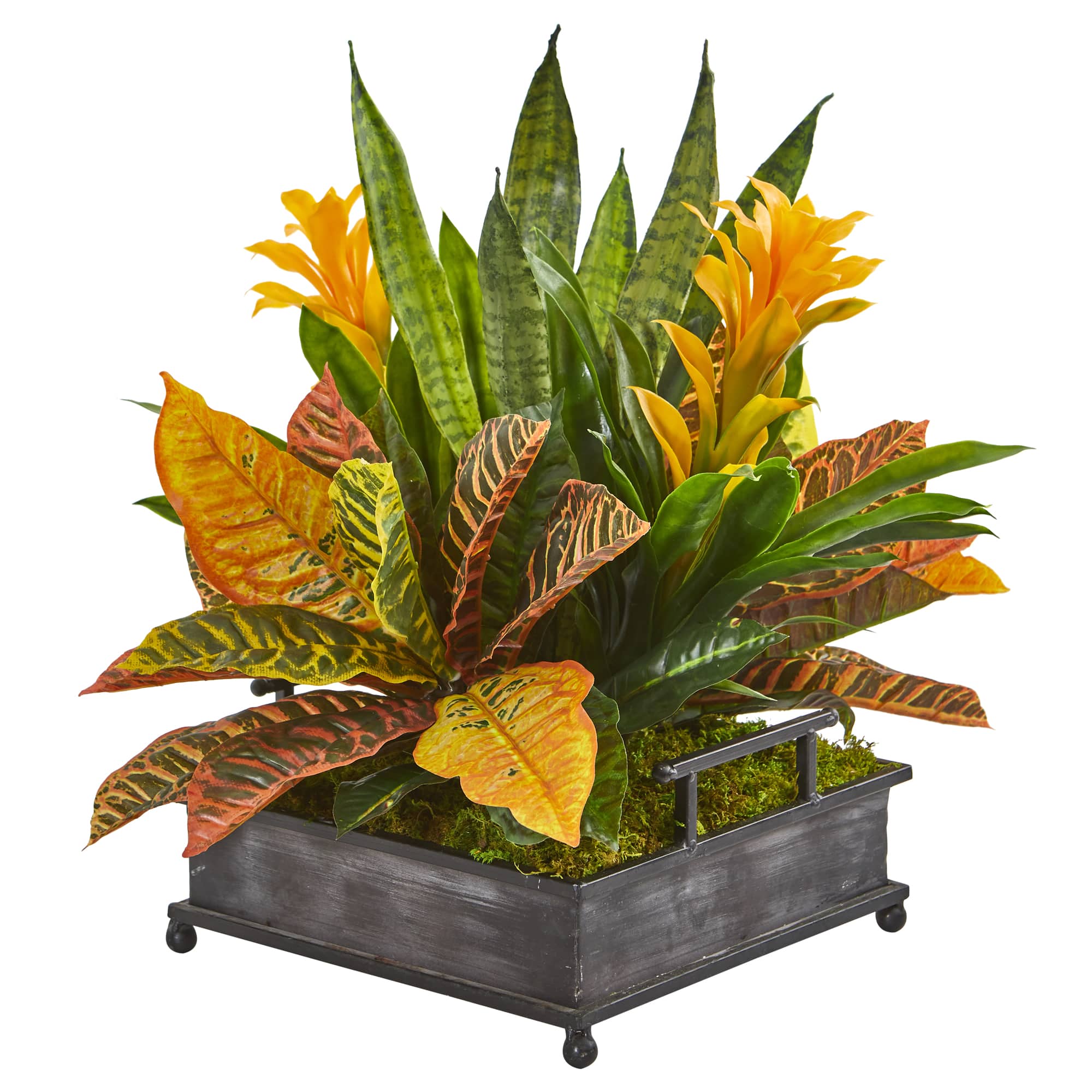 18&#x22; Bromeliad, Croton &#x26; Snake Plant in Decorative Tray 