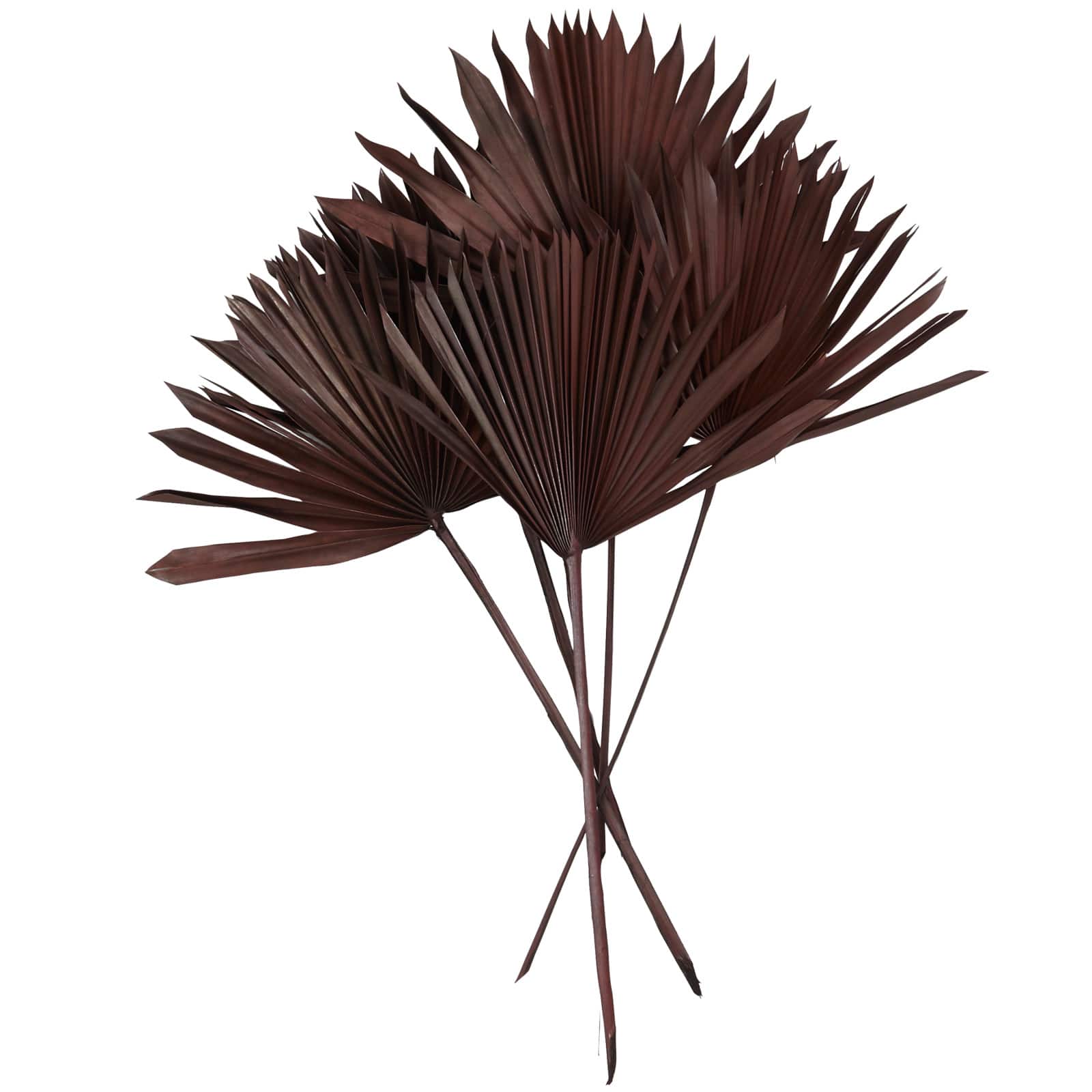 Dark Brown Sun Palm Spear Leaf Foliage Bundle