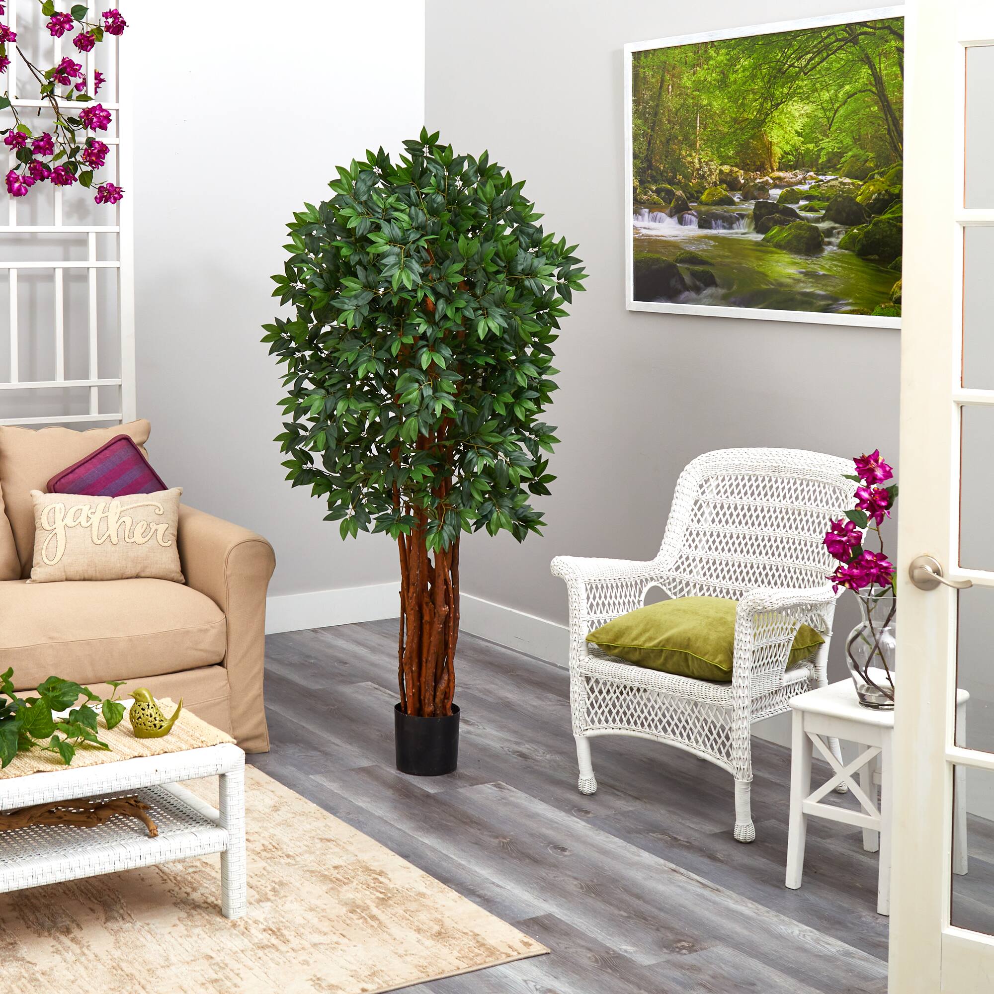 5.5ft. Potted Lychee Tree