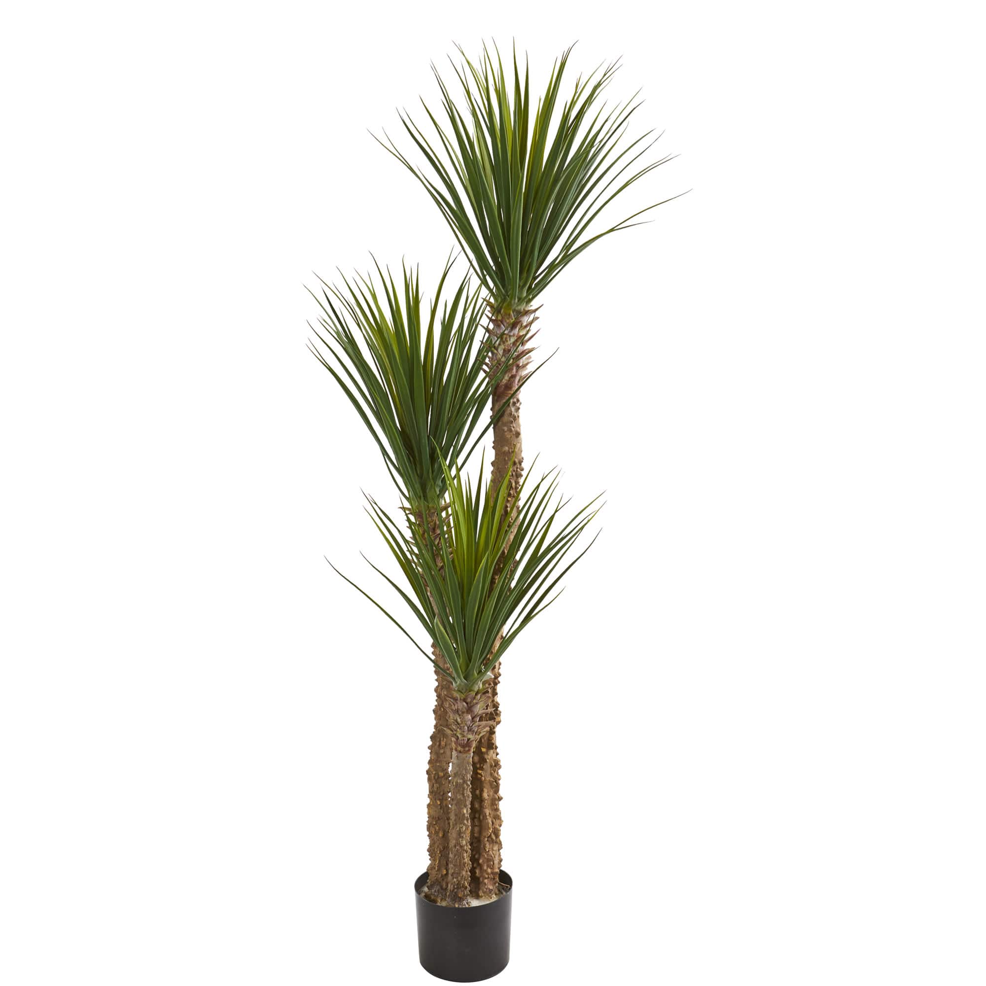 5ft. Potted Yucca Tree