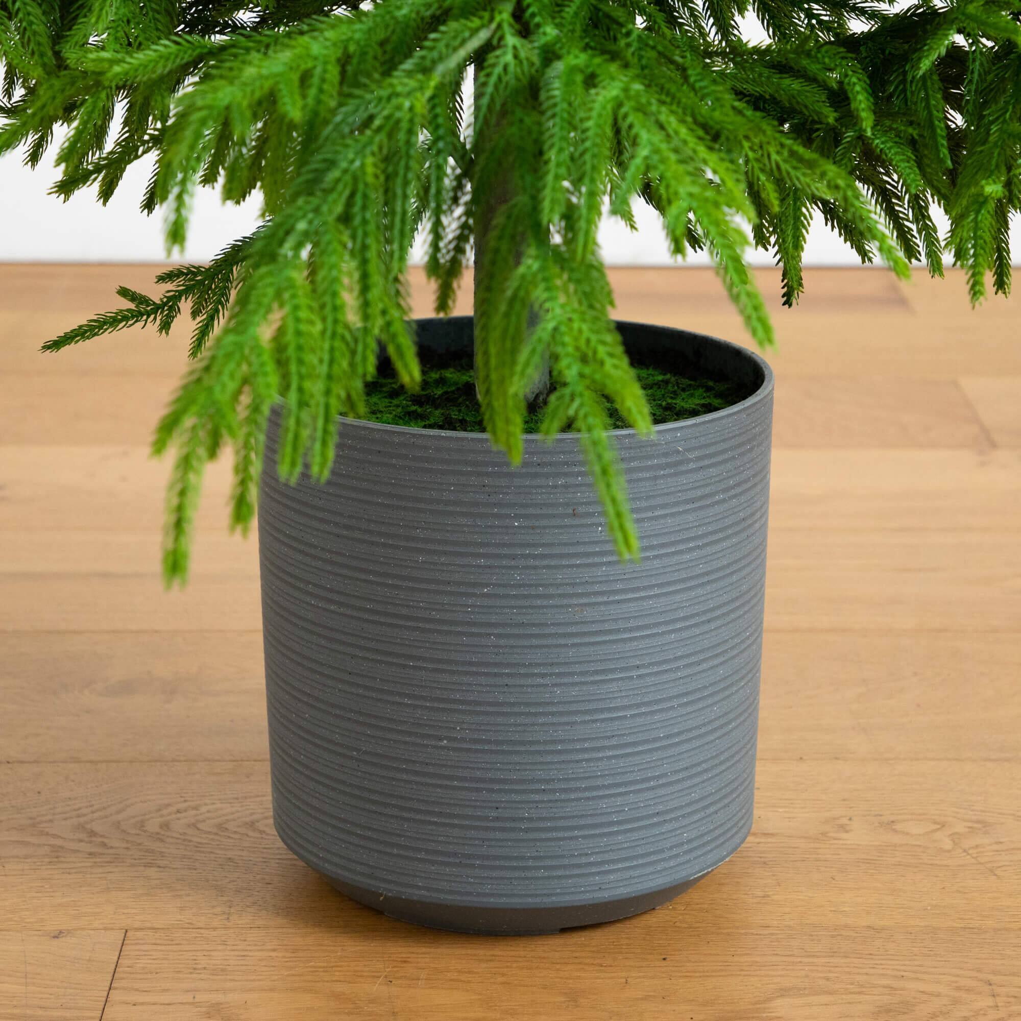 7ft. Norfolk Island Pine Real Touch Artificial Christmas Tree