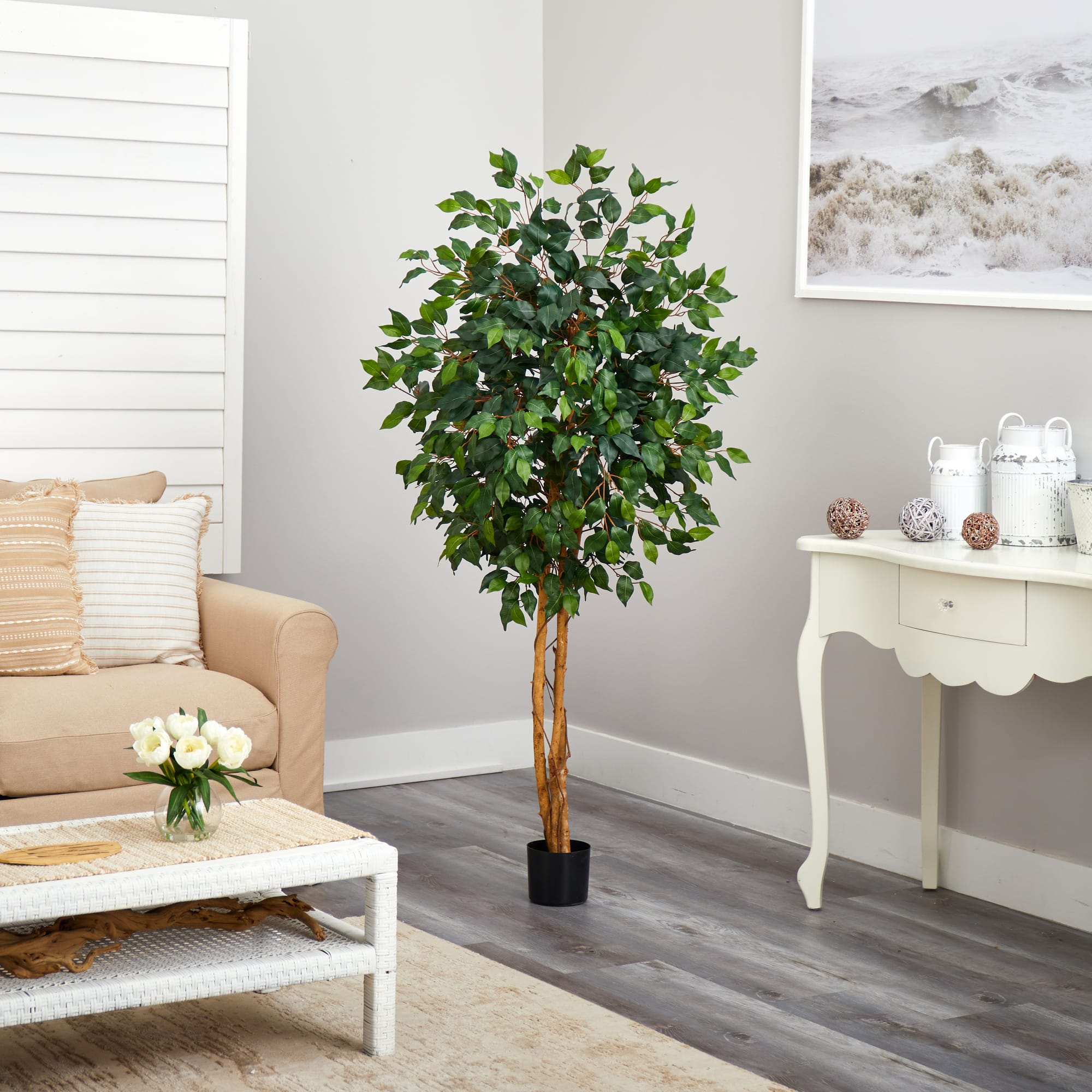 5ft. Potted Ficus Tree