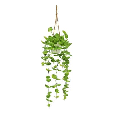 2.5ft. Hanging Dischidia in Ceramic Pot by Ashland® | Michaels