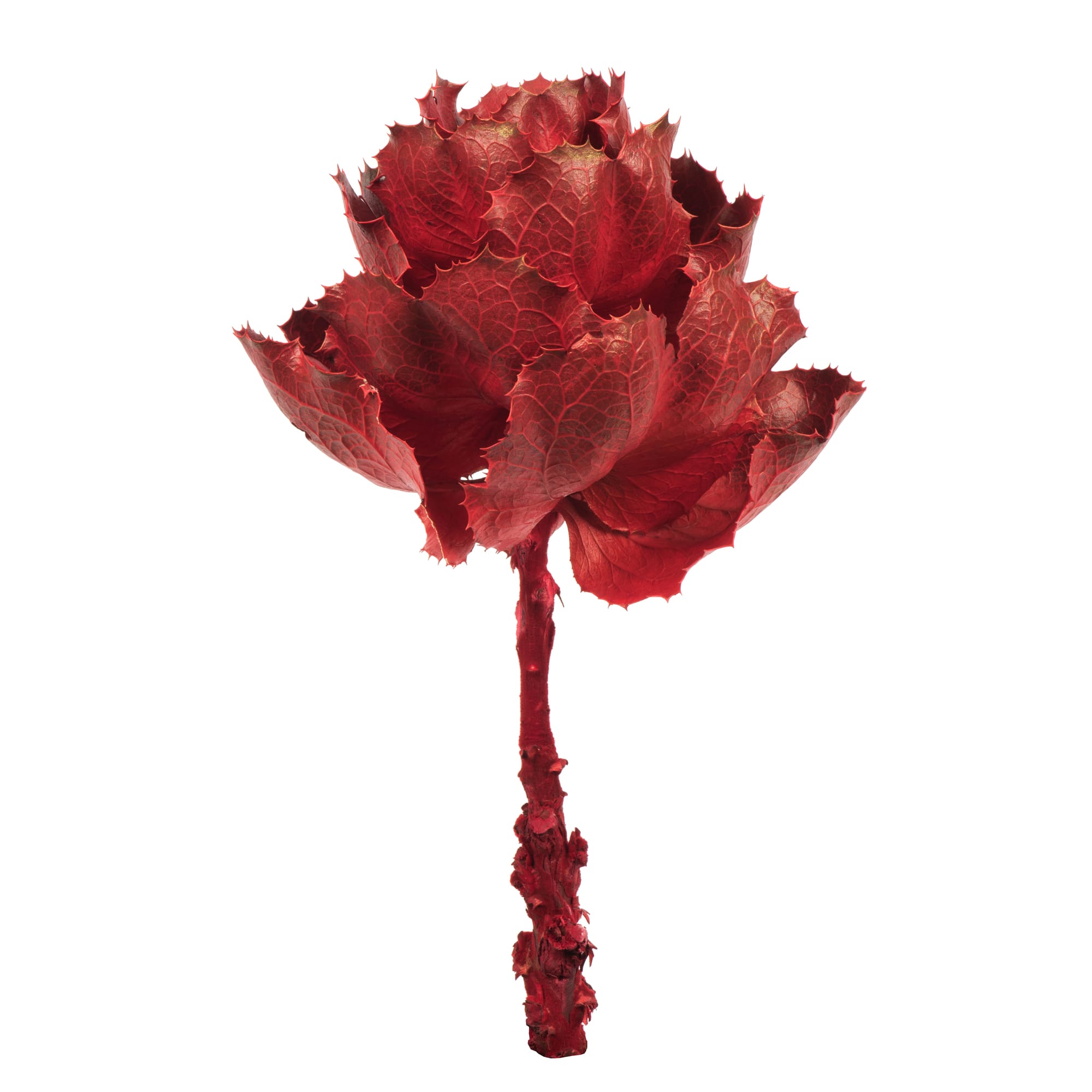 Dried Red Queen Flower Stem