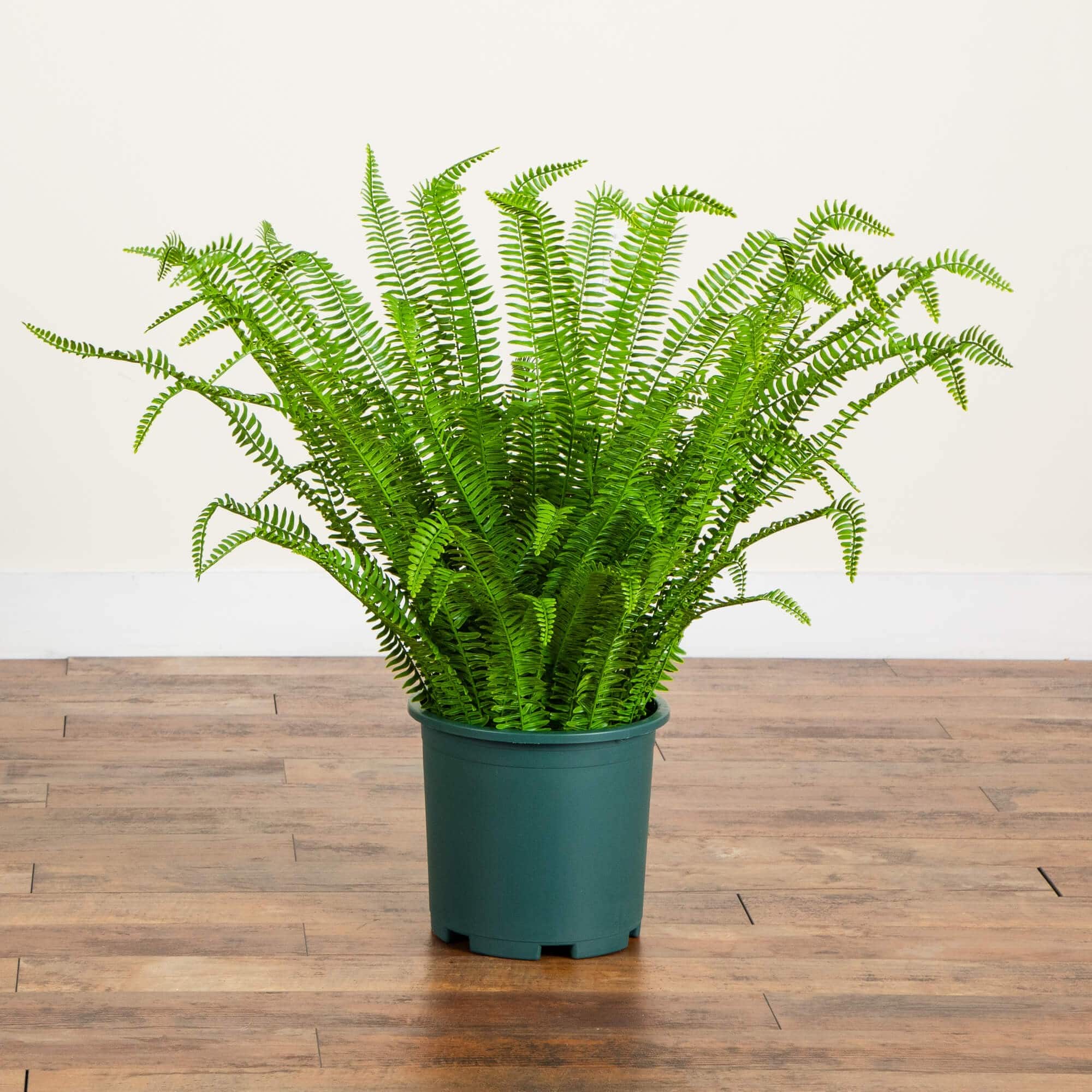 3ft. UV Resistant Artificial Boston Fern Plant with Real Touch Leaves (Indoor/Outdoor)