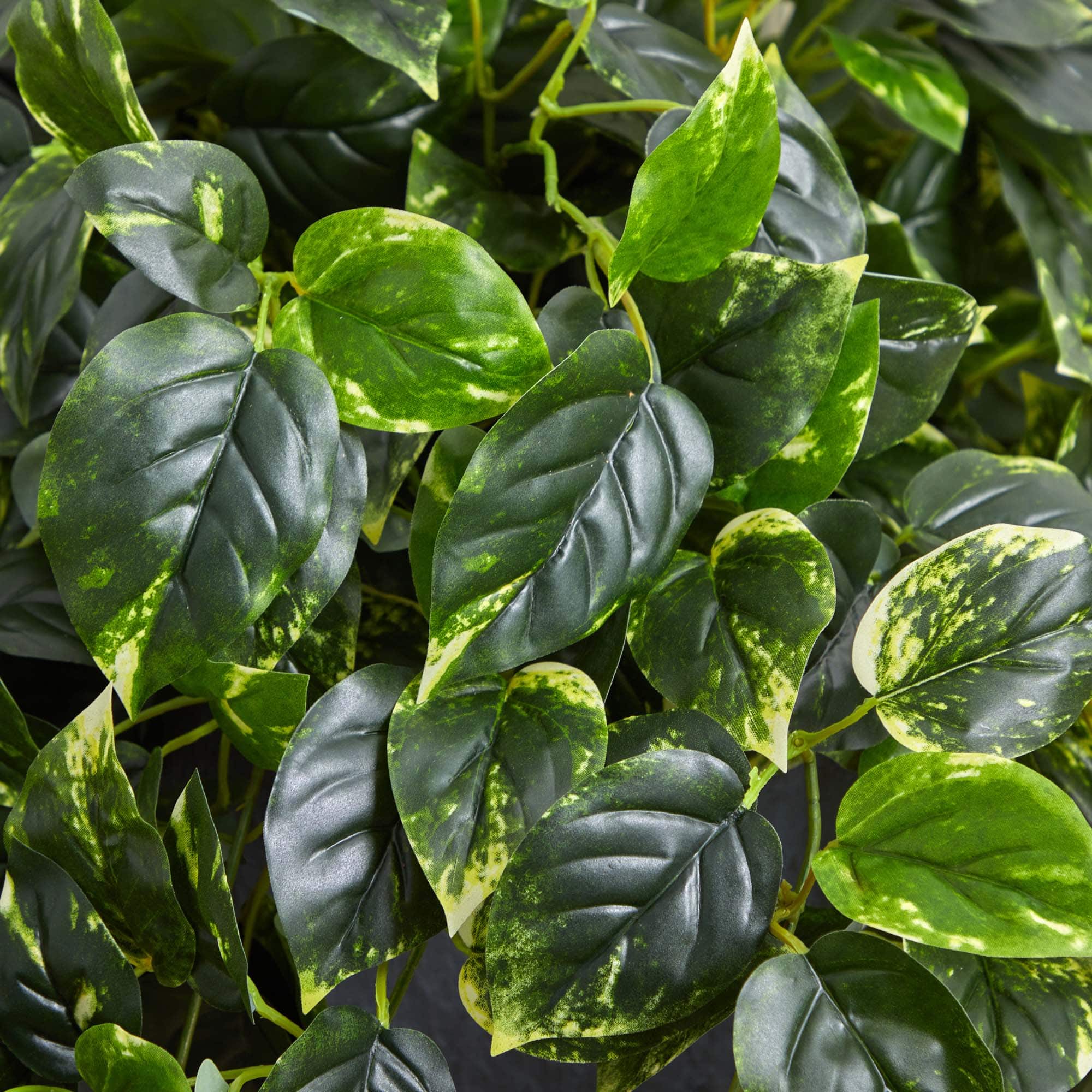 2.5ft. Hanging Pothos with Slate Planter