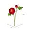 Mazzo Dei Fiori Rosa Del Ranuncolo Del Ranunculus Fotografia Stock - Immagine di compleanno Mazzo Dei Fiori Rosa Del Ranuncolo Del Ranunculus Fotografia Stock - Immagine di compleanno