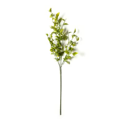 Sinojackia Leaf Stem by Ashland® | Michaels