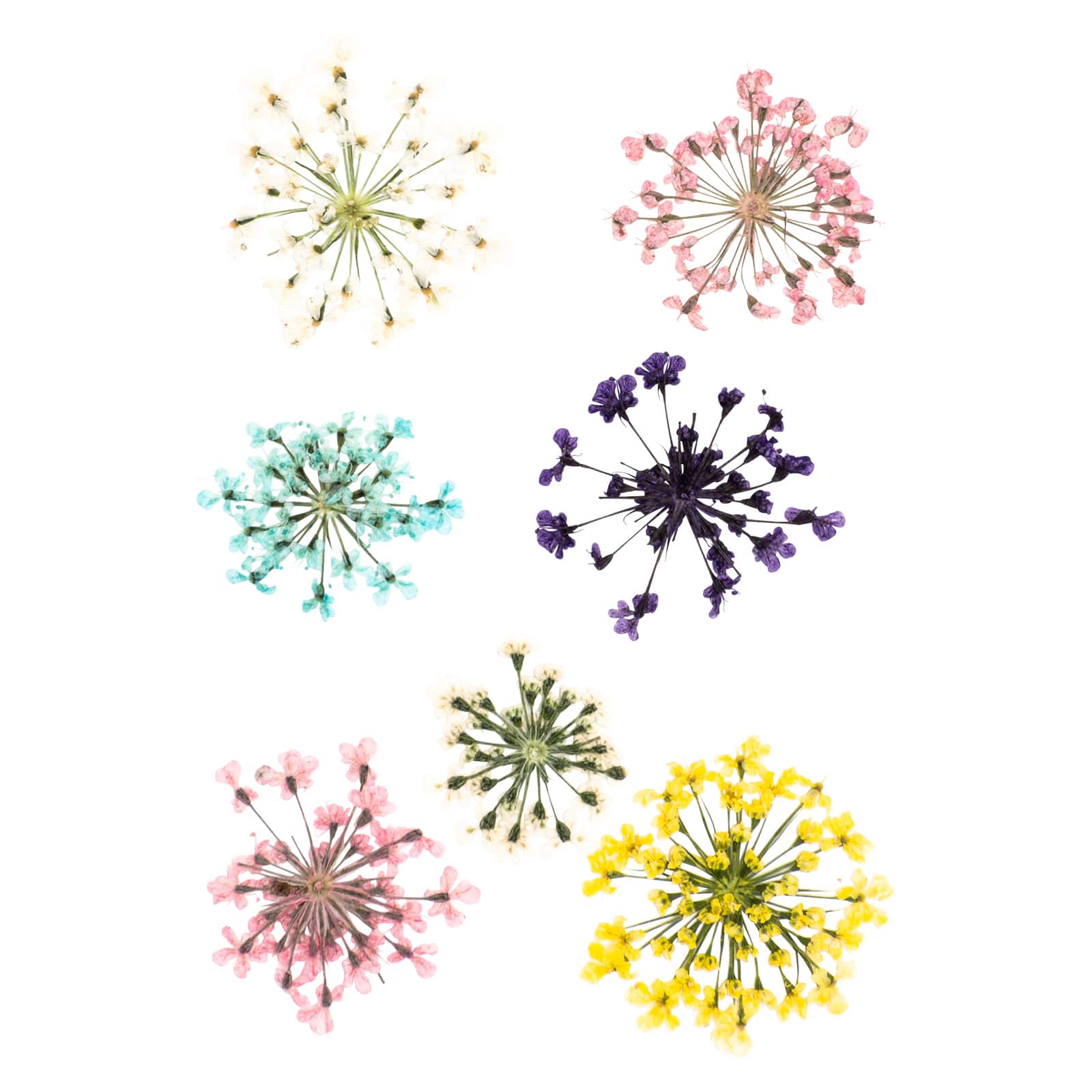 Blue Moon Studio™ UV Resin Craft Dried Queen Anne's Lace Flowers