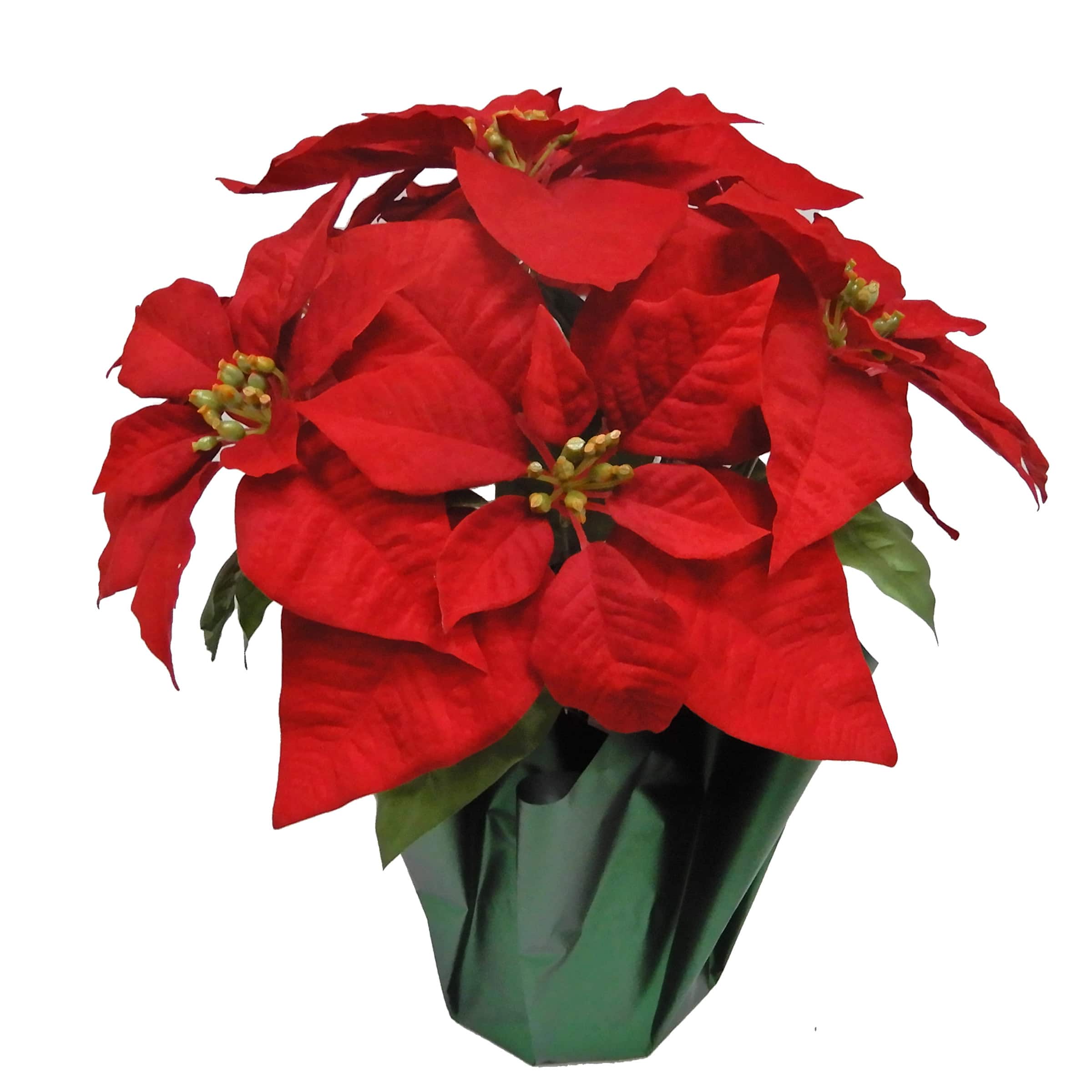 Potted Red Velvet Poinsettia Bush by Ashland&#xAE;