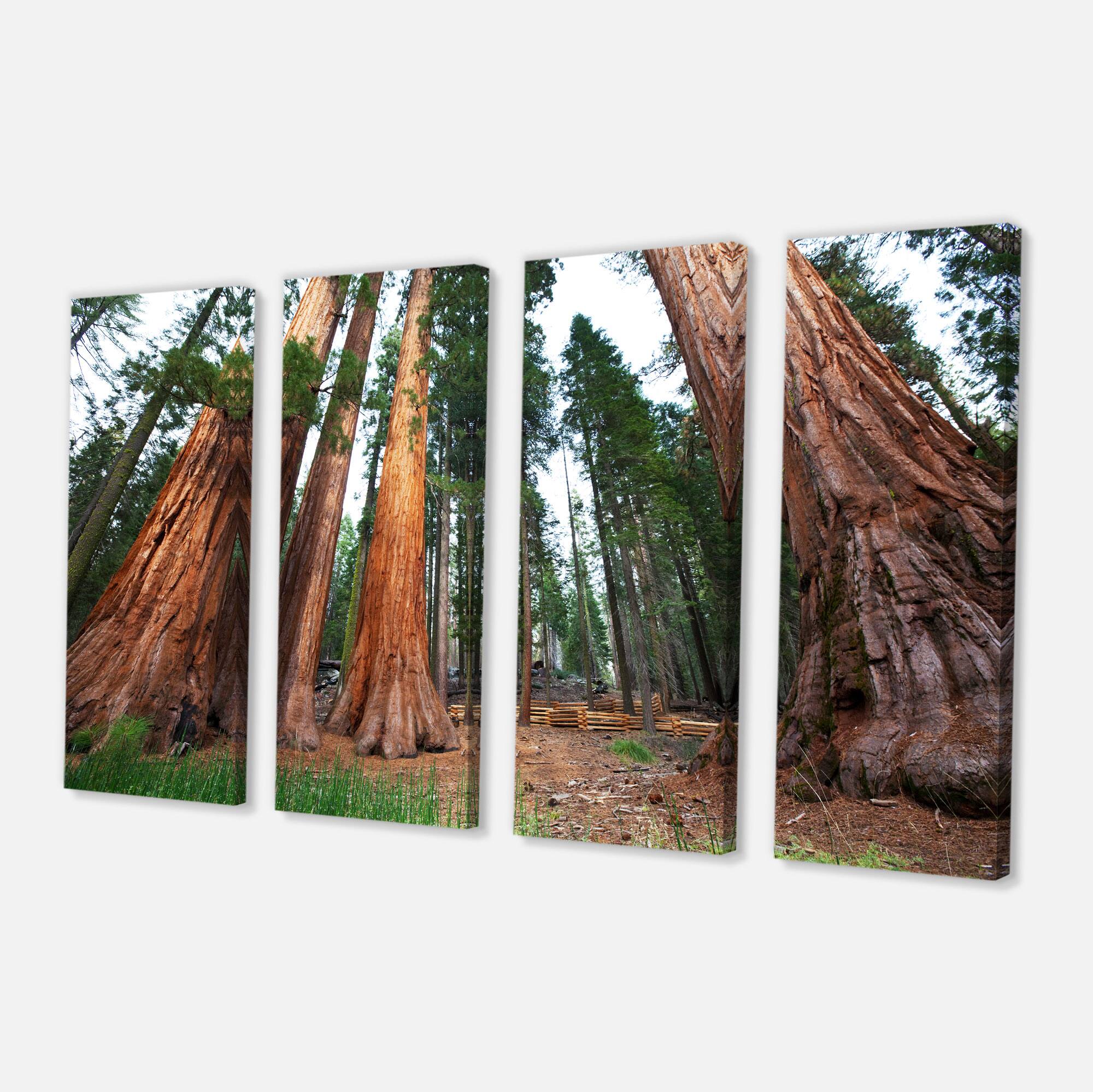 Designart - Three Large Sequoya Trees
