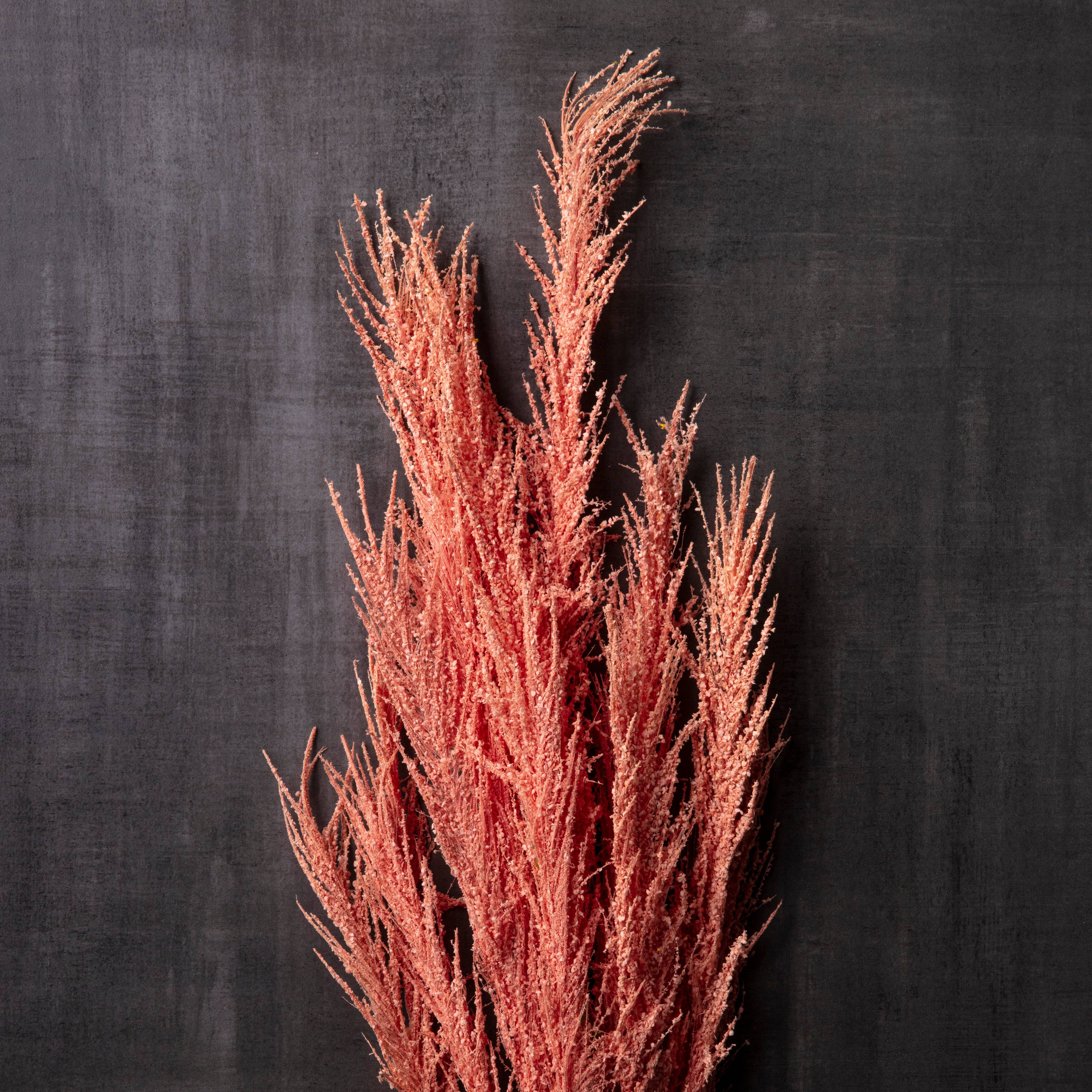 6 Pack: Peach Pampas Grass Stem by Ashland&#xAE;