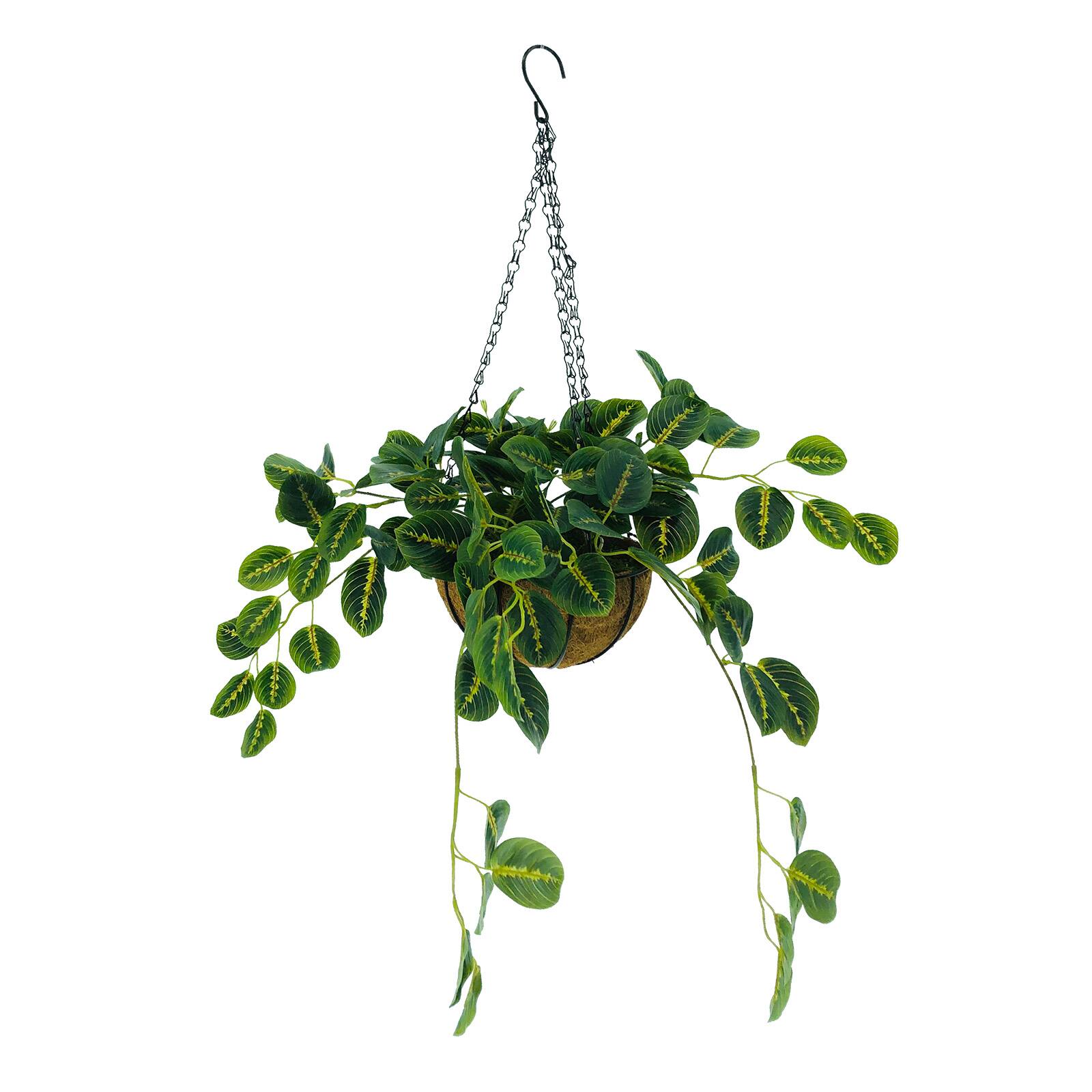 Hanging Prayer Plant in by | Michaels