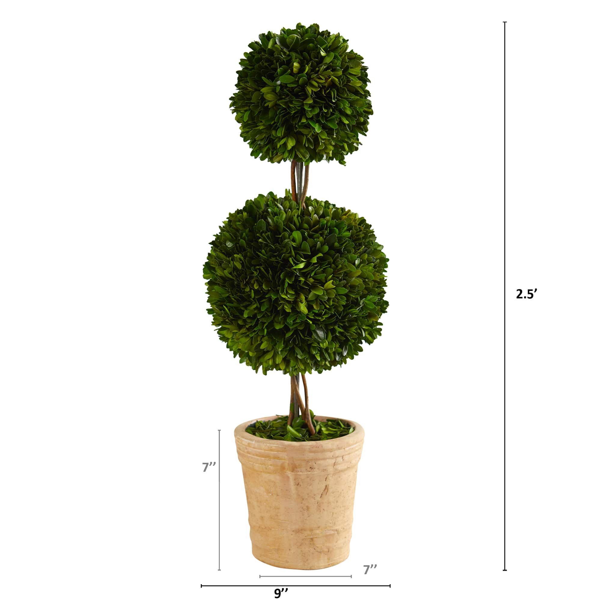 2.5ft. Boxwood Double Ball Topiary Tree in Cream Planter