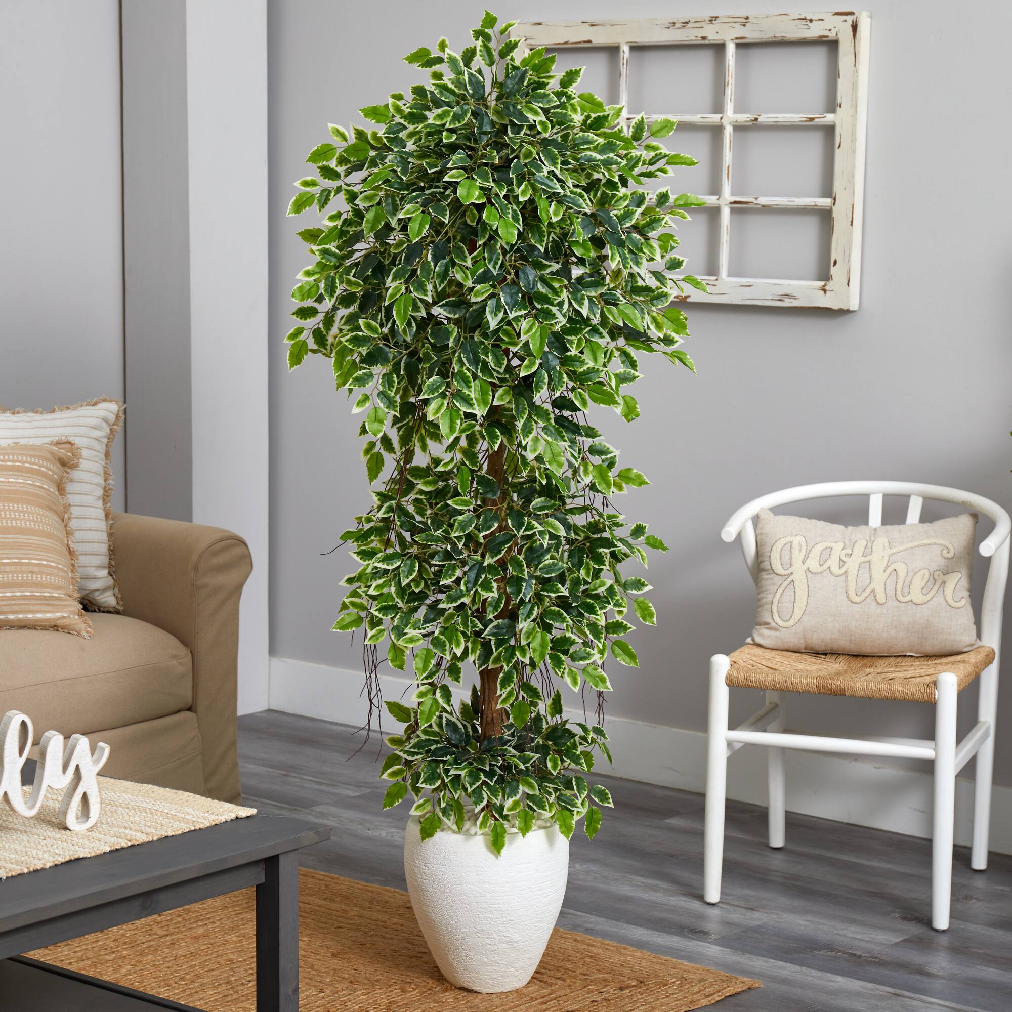 5.5ft. Elegant Ficus Tree in Decorative White Planter
