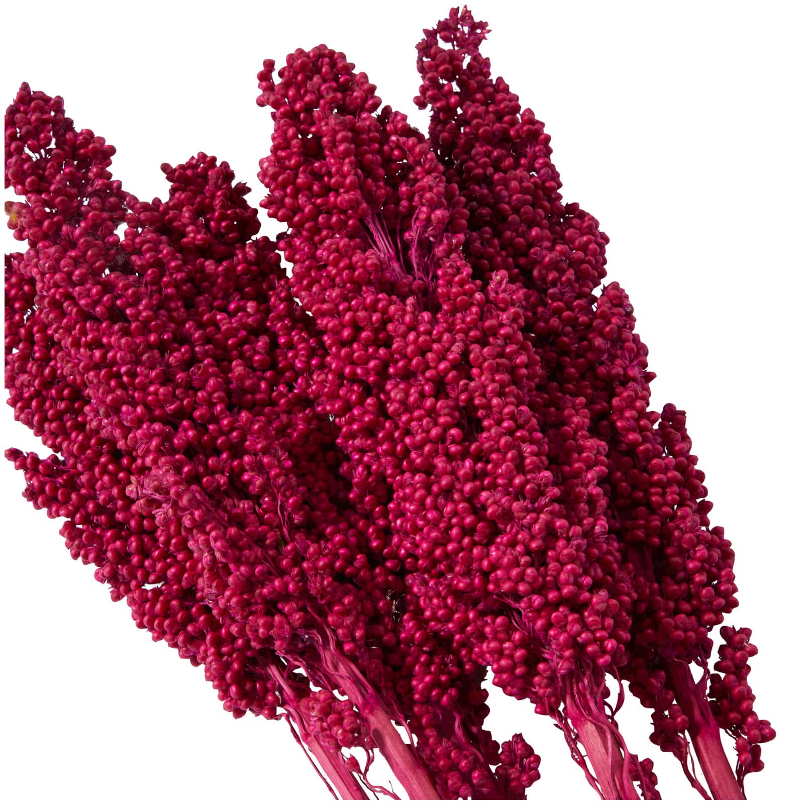 Dried Corn Maize Natural Foliage with Long Stems