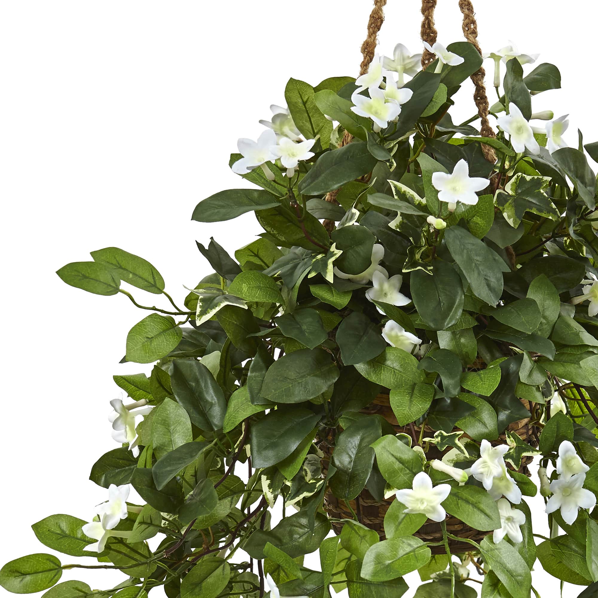 3.5ft. Stephanotis Flowering Plant in Hanging Basket