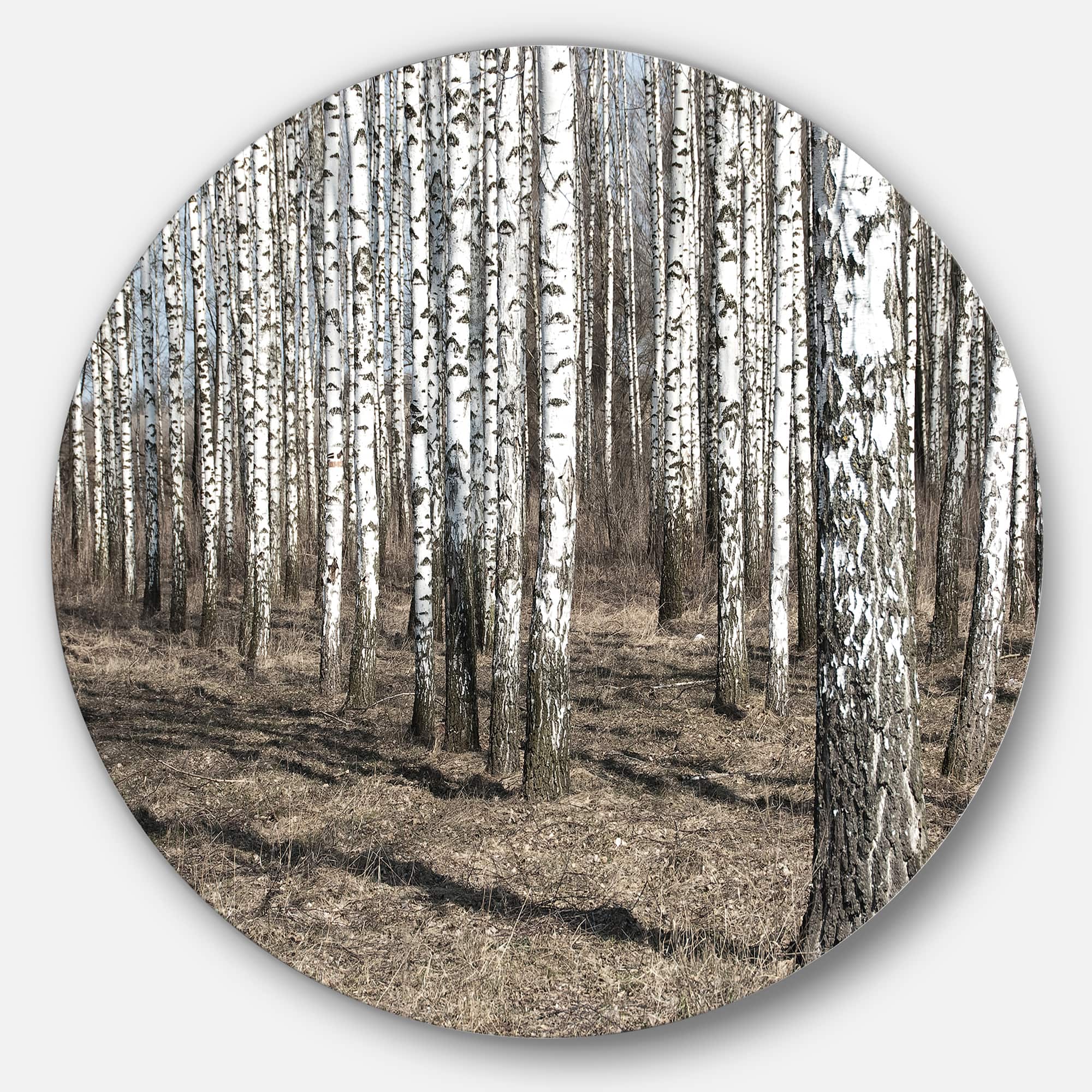 Designart - Beautiful Dense Birch Forest View' Disc Forest Large Metal Circle Wall Art