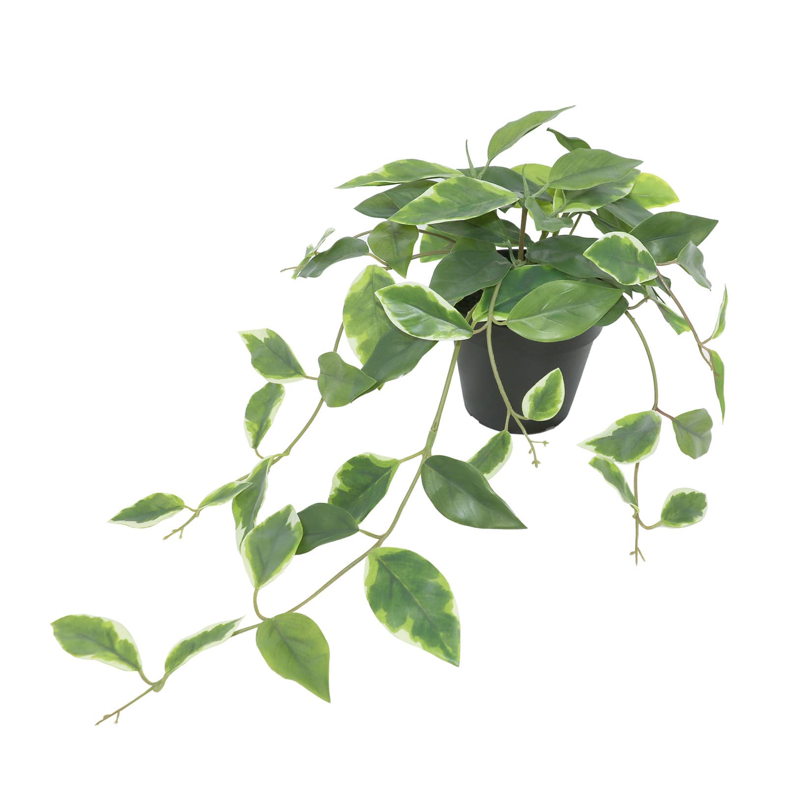 20&#x22; Dripping Ficus Plant by Ashland&#xAE;