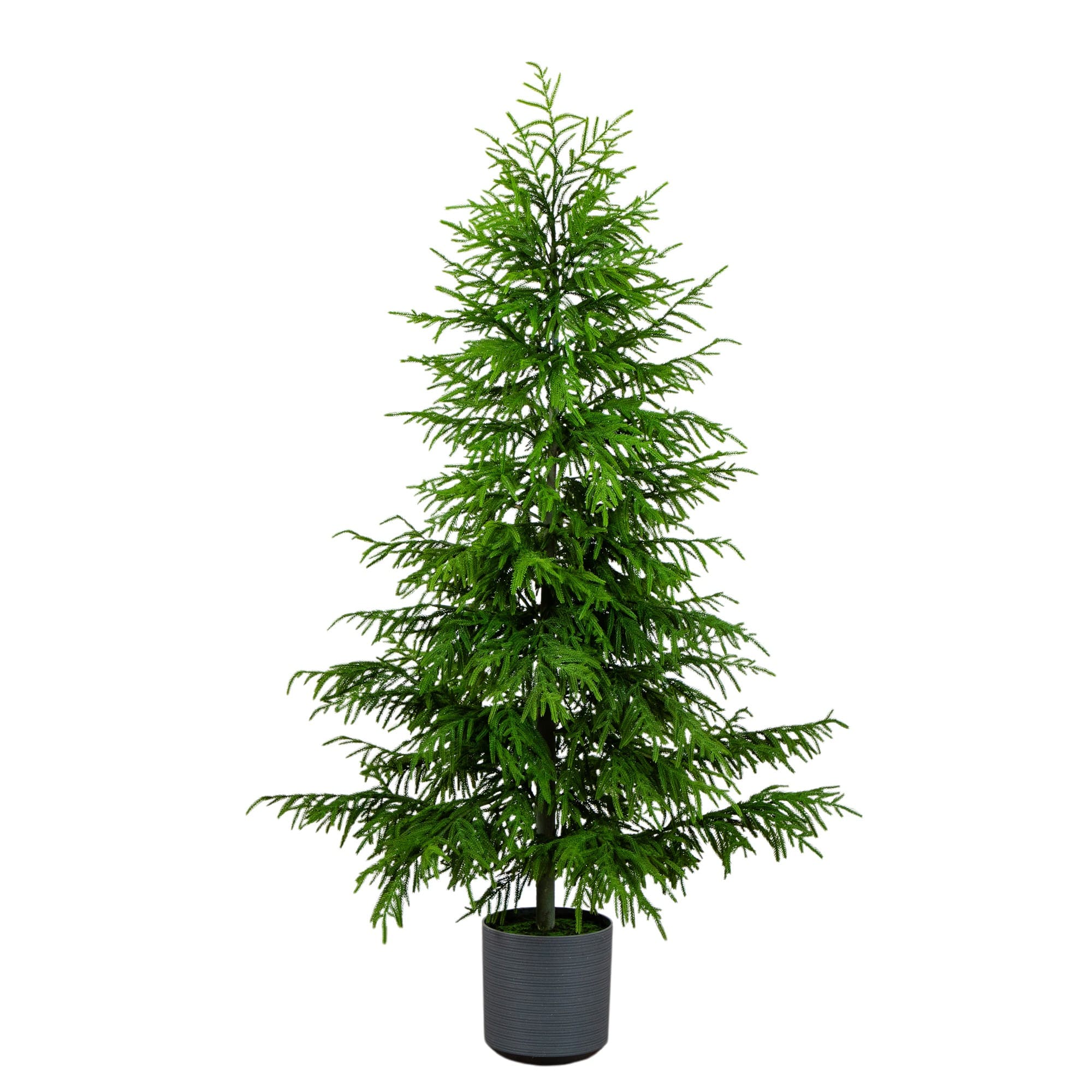 7ft. Norfolk Island Pine Real Touch Artificial Christmas Tree