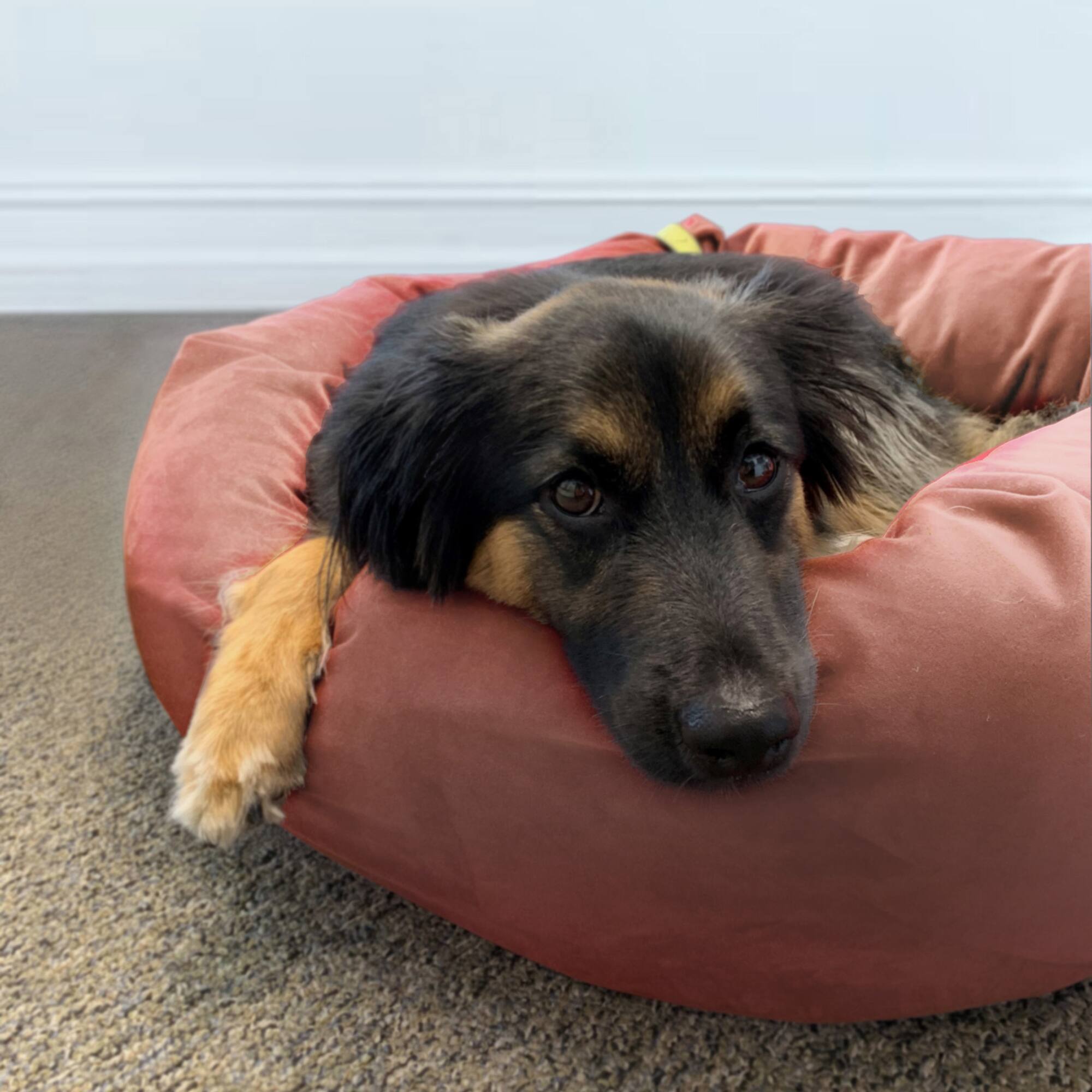 Royal Pet Bed Medium Washable Luxury Velvet Dog Bed