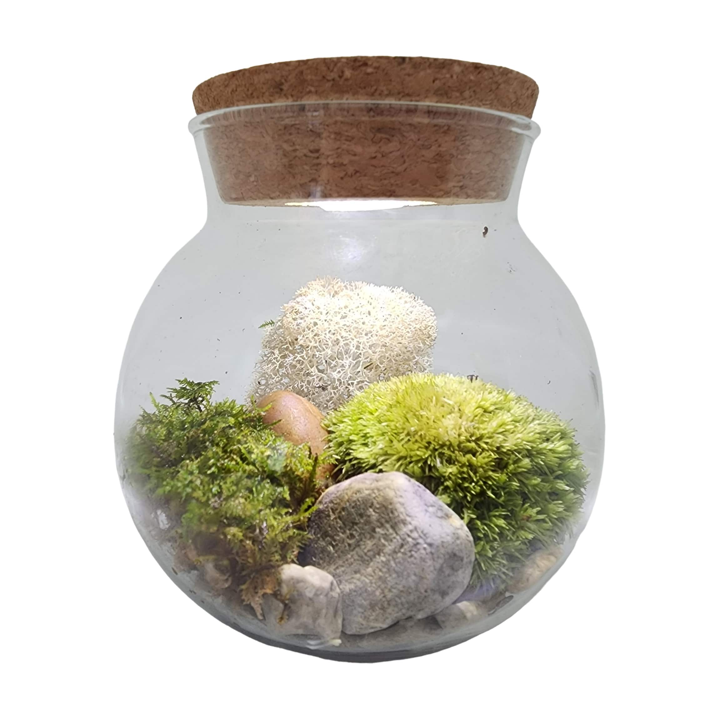 MossBowl - Grown Your Own Serene and Tranquil Oasis