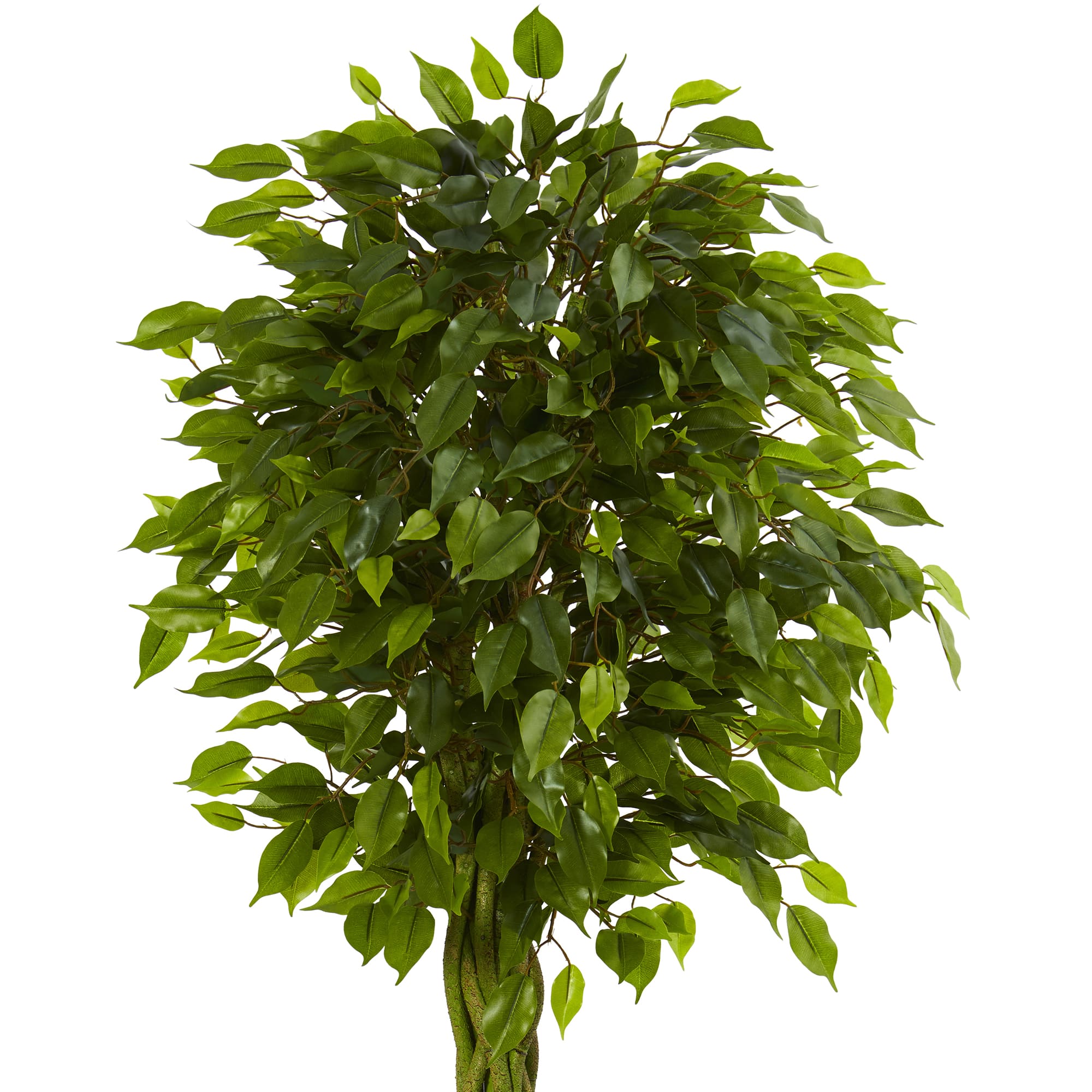 6.5ft. Braided Ficus Tree in Cylinder Planter