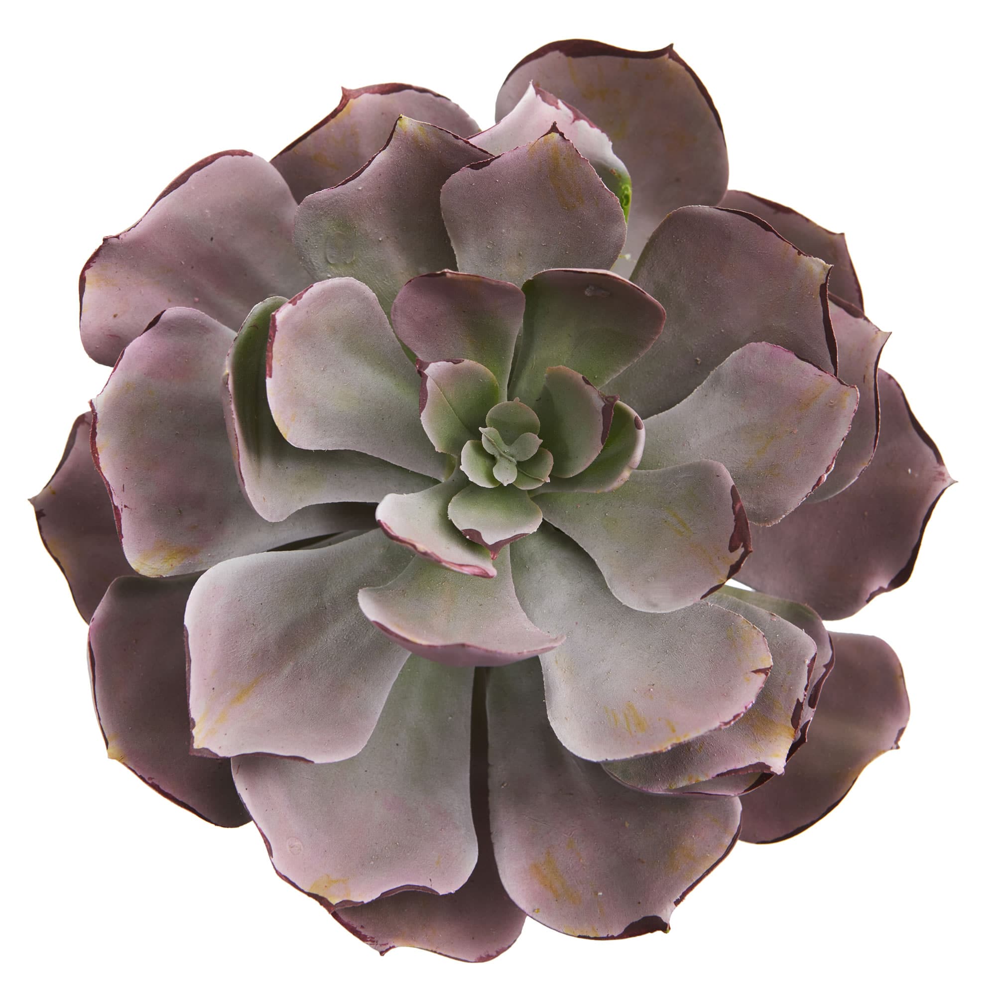 8&#x27;&#x27; Echeveria Succulent Pick, 6ct.