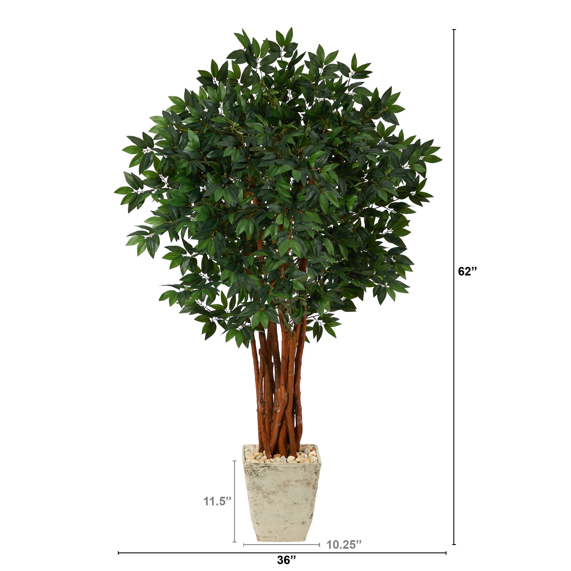 5ft. Lychee Tree in Country White Planter