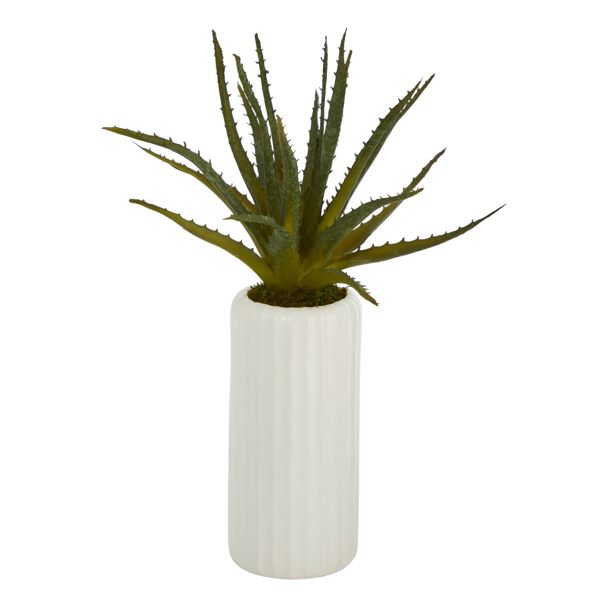15&#x22; Aloe Plant in Decorative White Planter