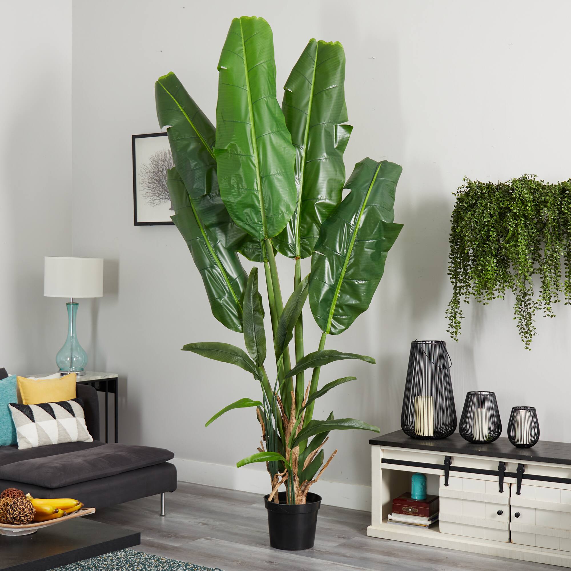 8.5ft. Potted Giant Travelers Palm Tree