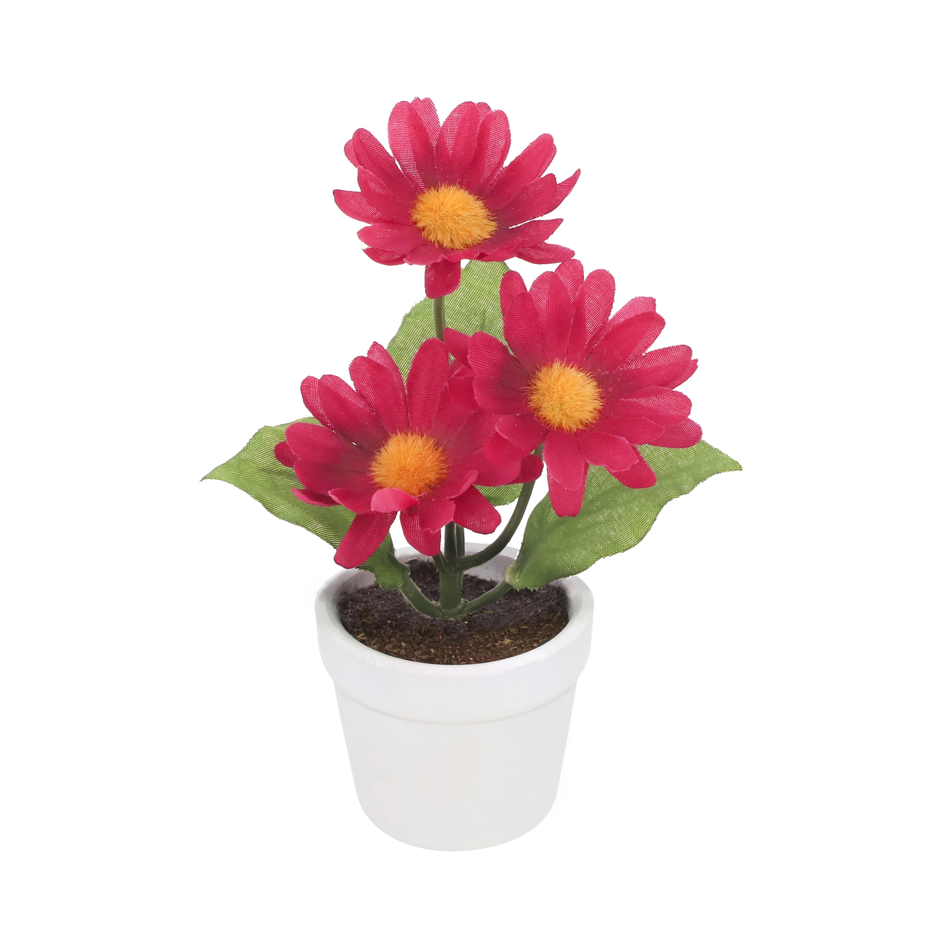 4" Daisy Arrangement in White Container by Ashland