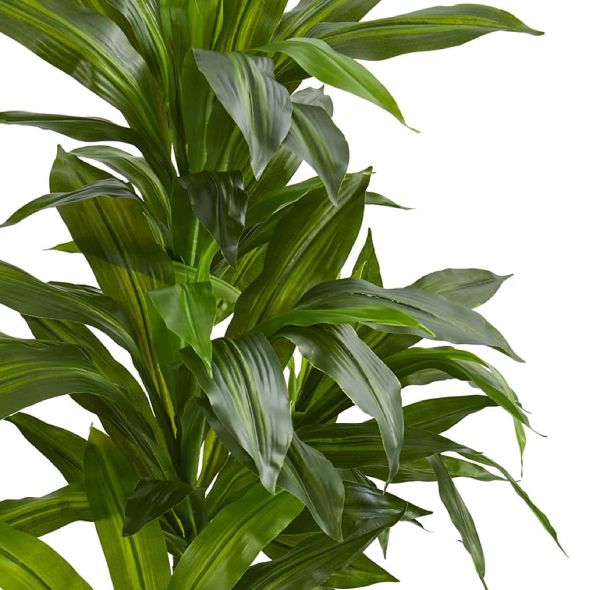 4ft. Dracaena Plant in Sand Colored Planter