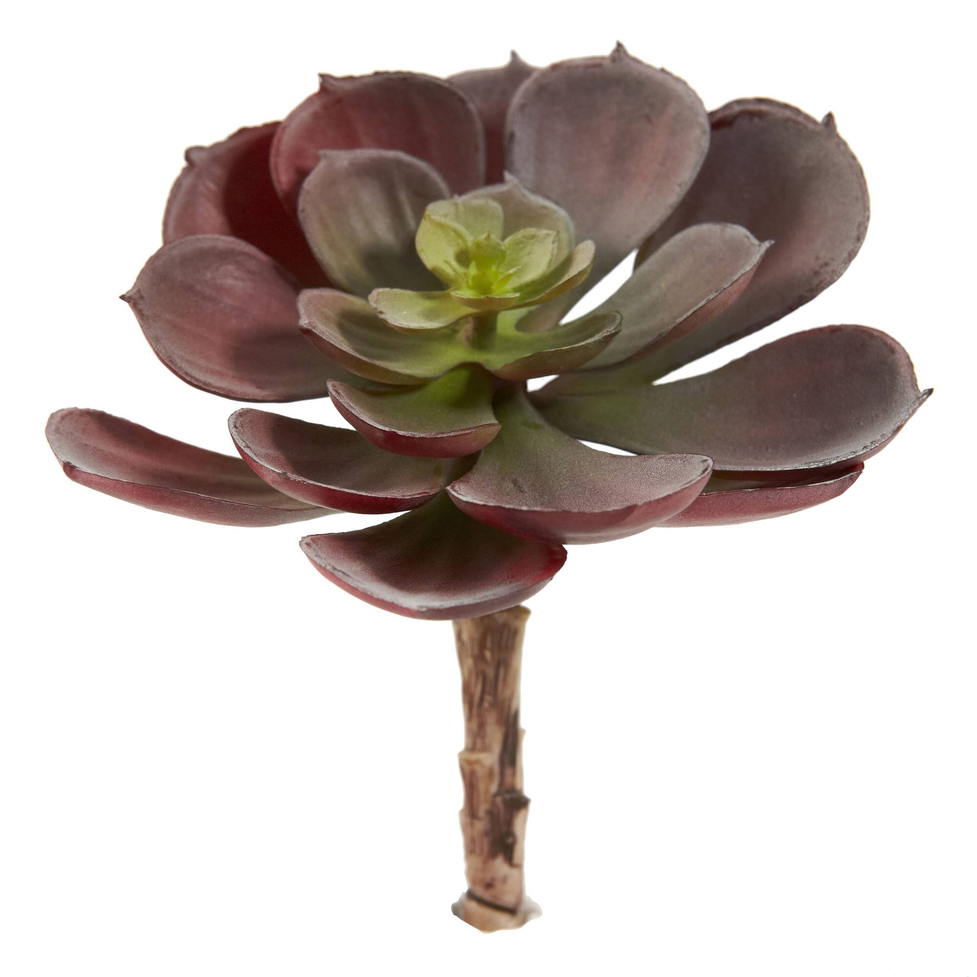 Green &#x26; Burgundy Echeveria Succulent, 12ct.