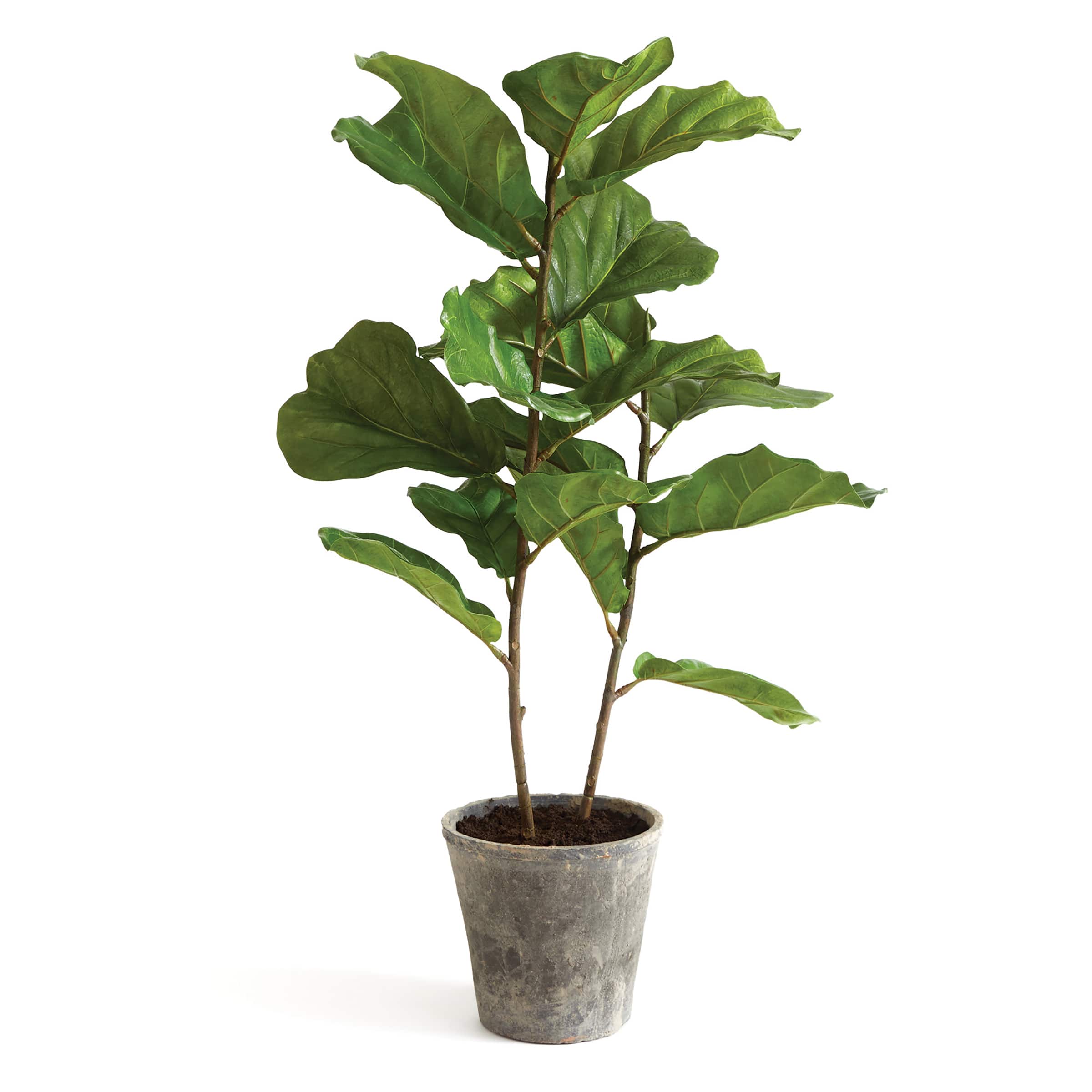 3.5ft. Fiddle Leaf Fig Tree