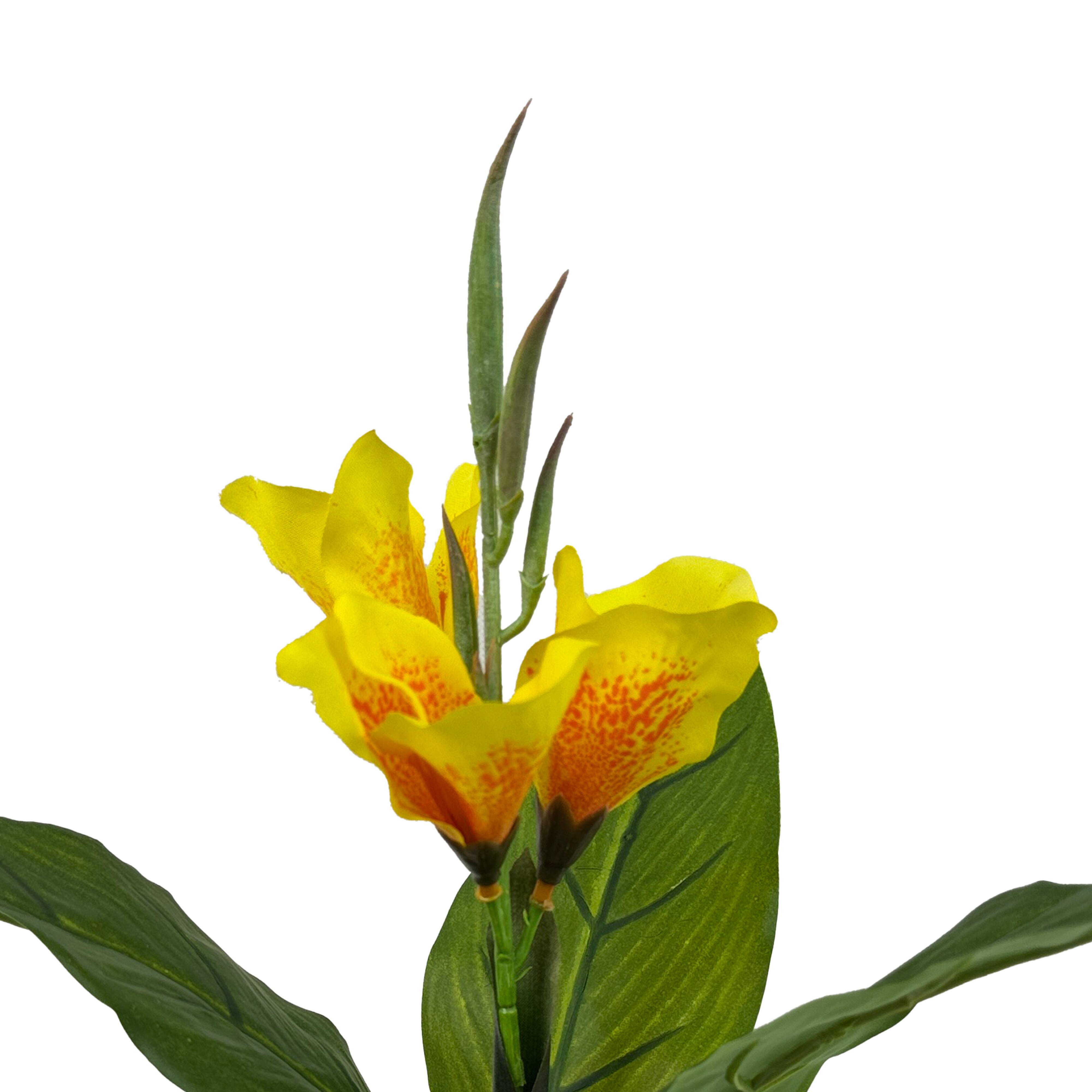 15.5&#x22; Potted Canna Lily Plant by Ashland&#xAE;