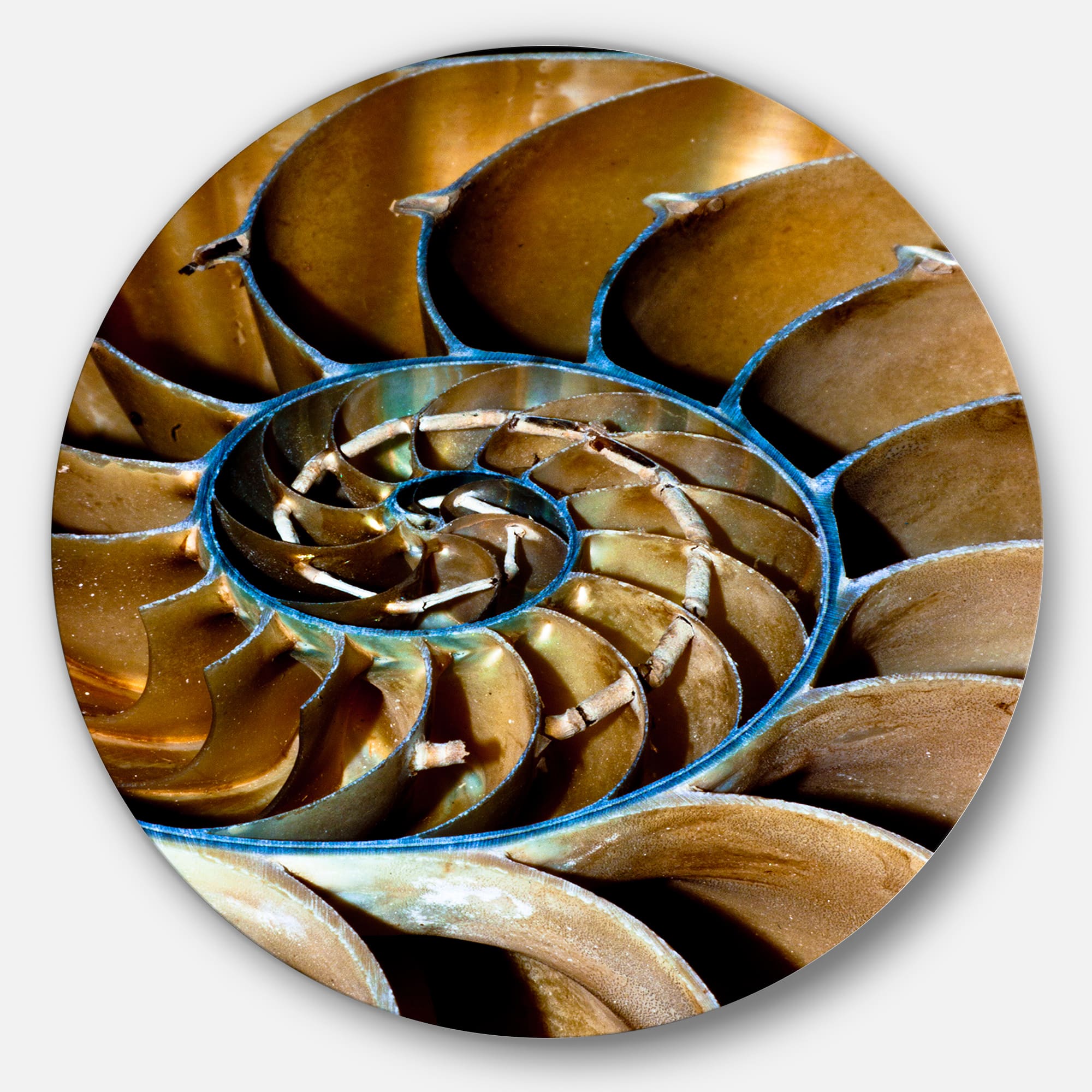 Designart - Brown Large Nautilus Shell' Abstract Circle Metal Wall Art