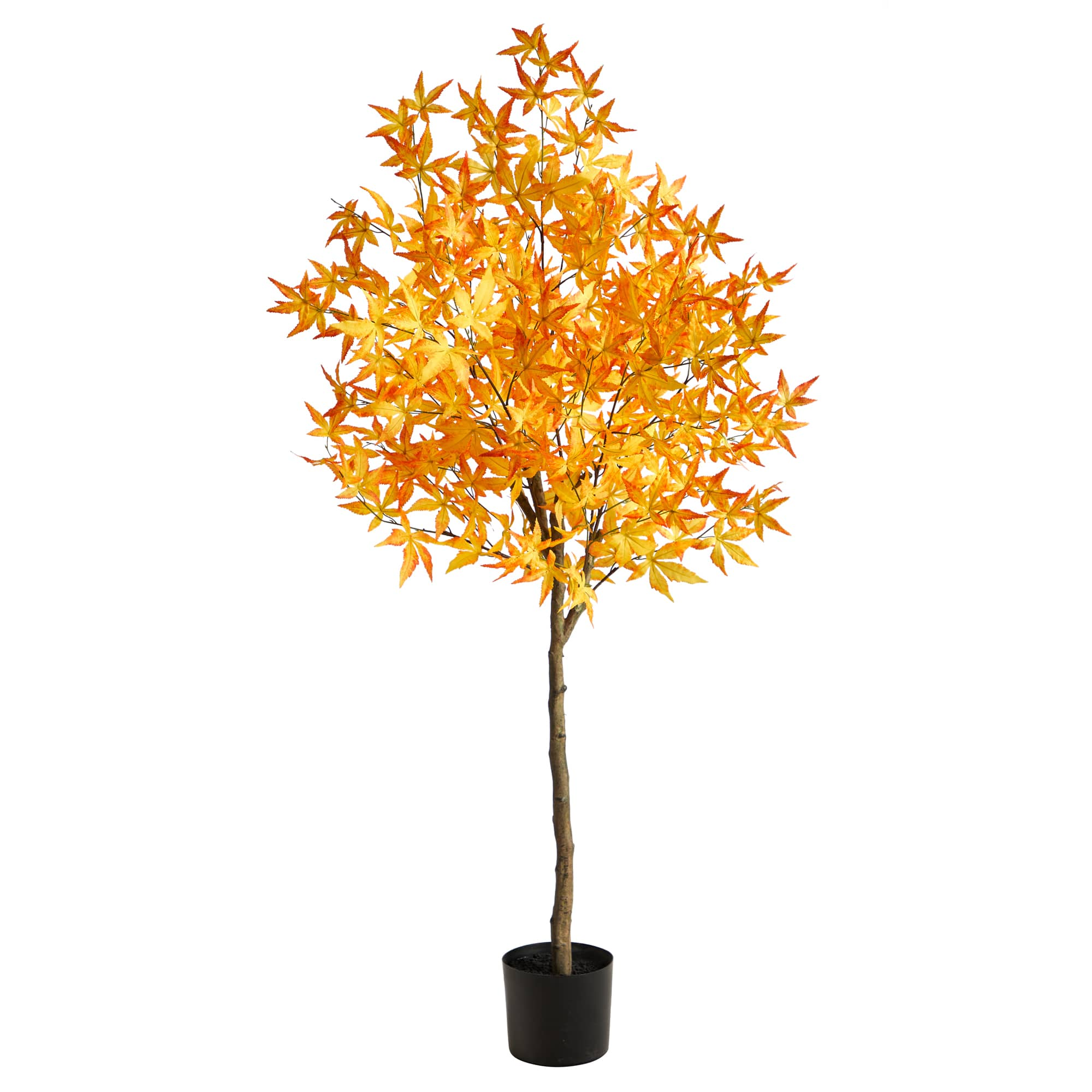 5ft. Potted Yellow Autumn Maple Tree