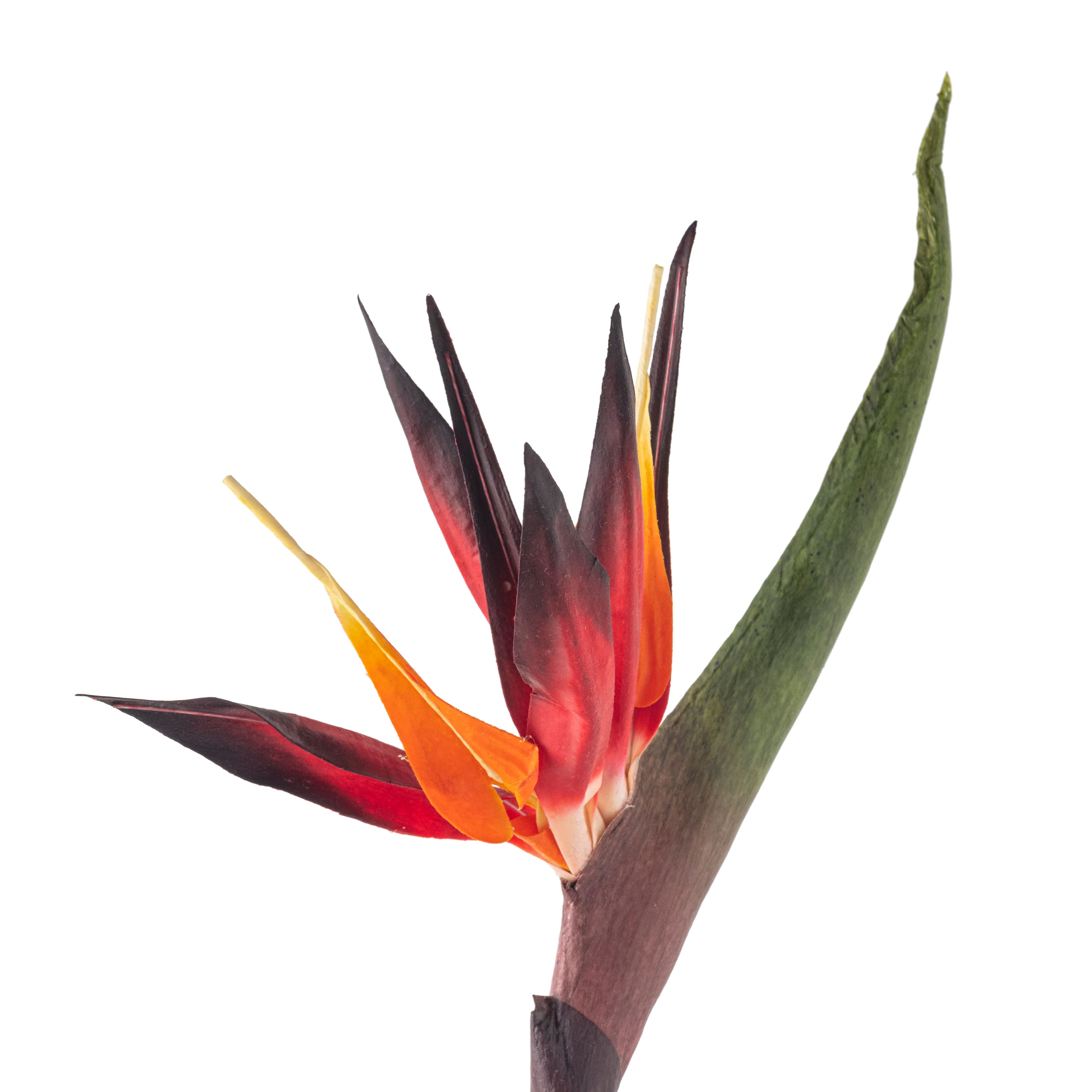 12 Pack: Tropical Bird of Paradise Stem by Ashland&#xAE;